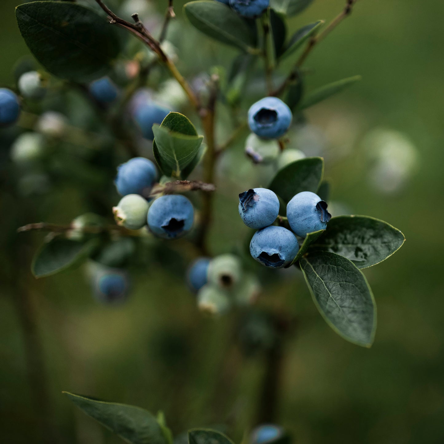 Close-up blueberry bush.