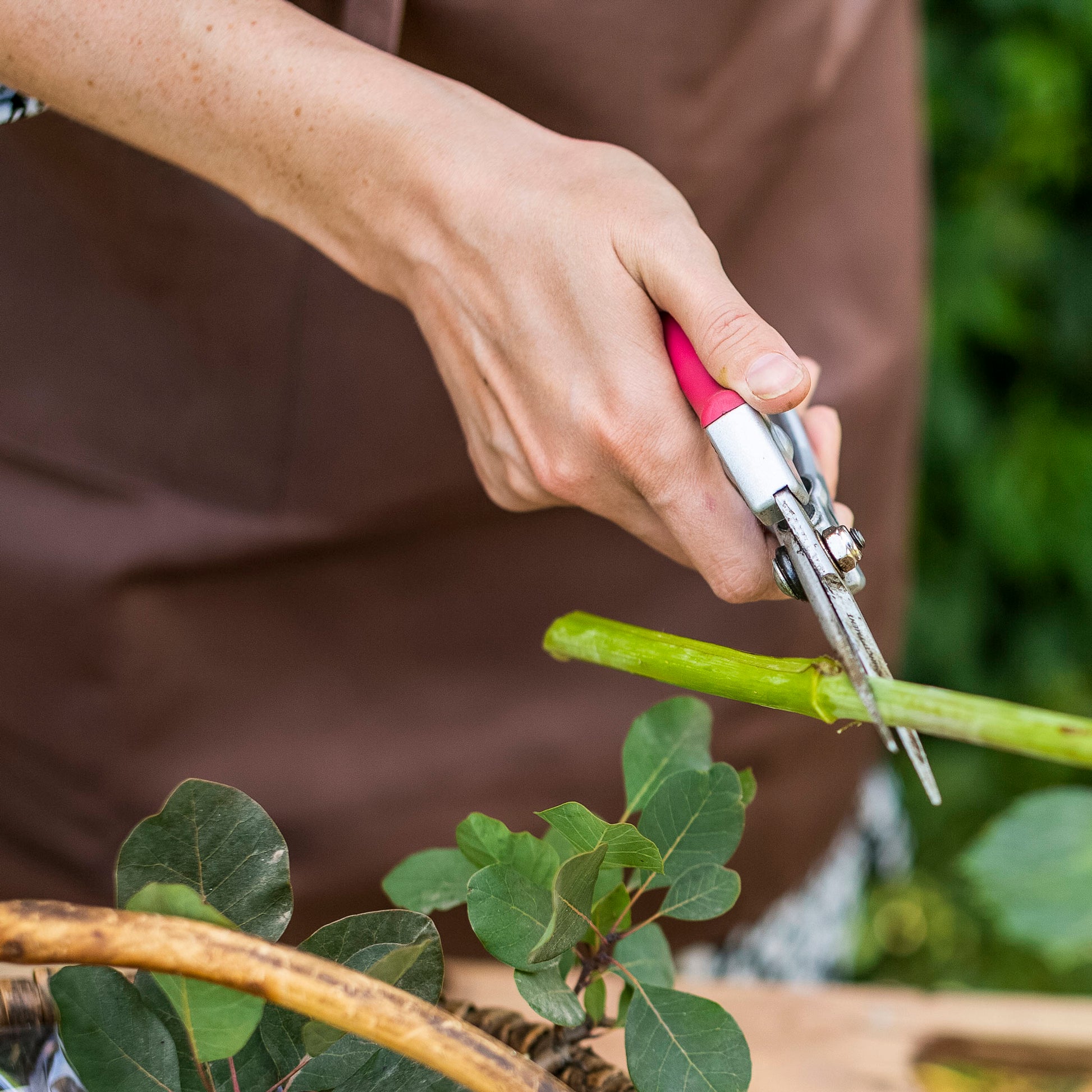 Close-up view of hands cutting flower stems with shears.