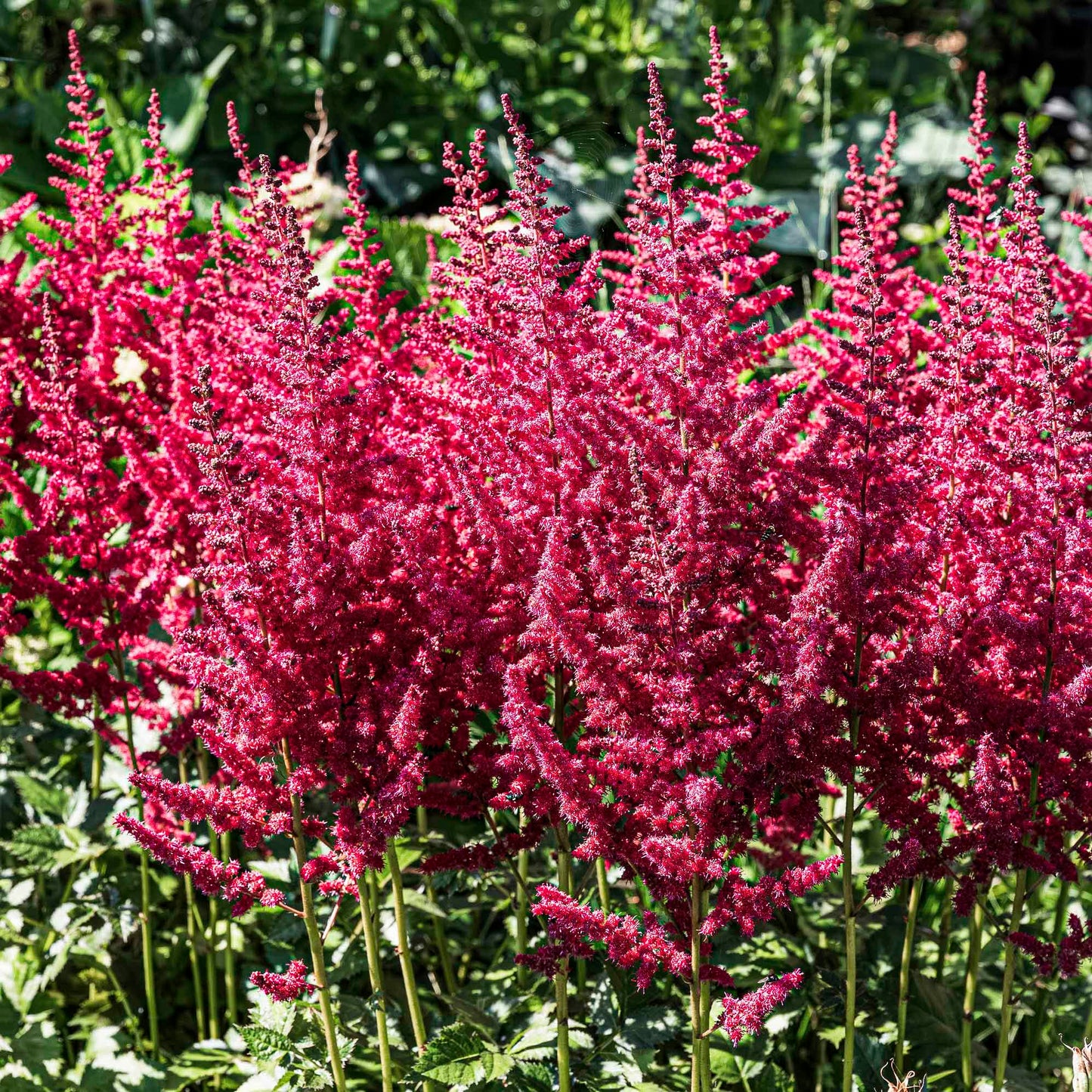 Pink Astilbe Flowers.