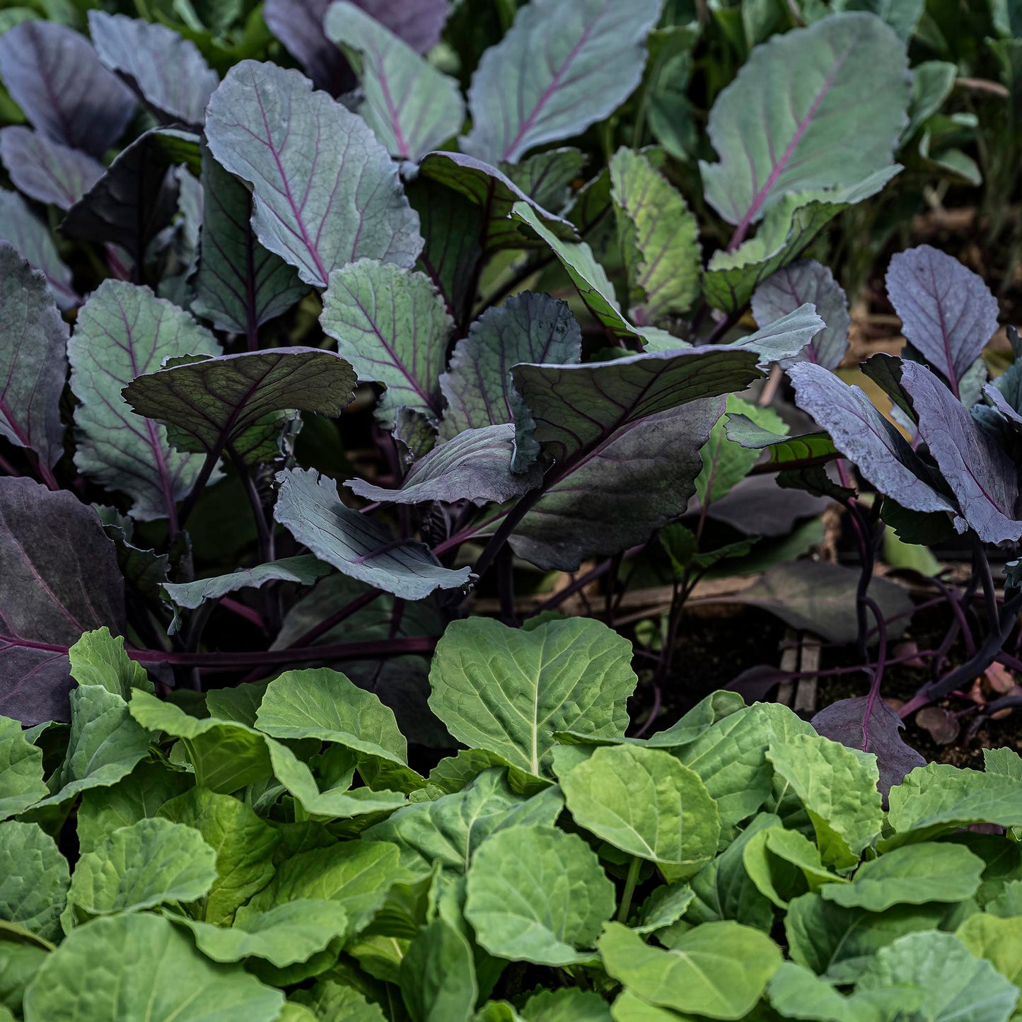Close-up view kale seedlings.