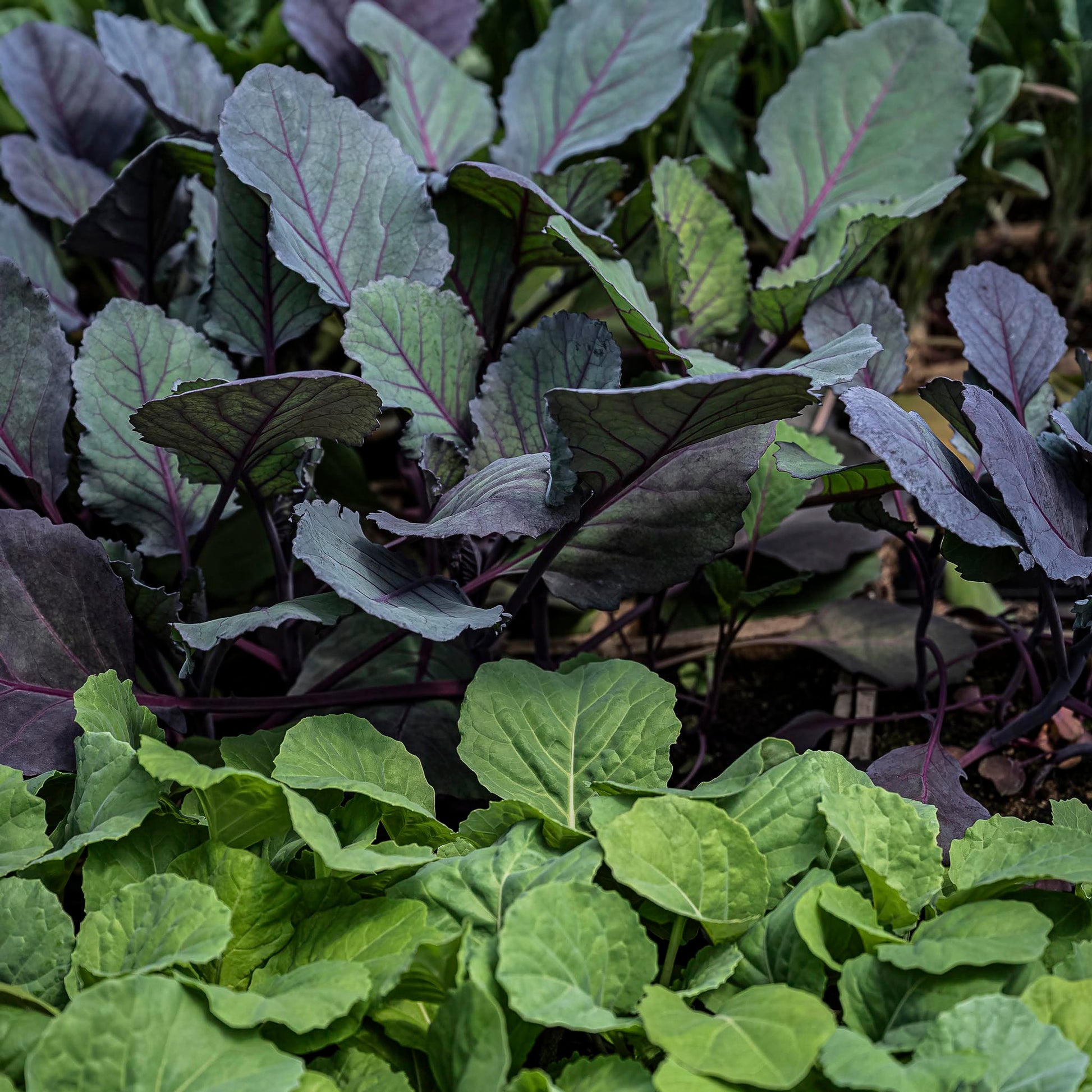 Close-up view kale seedlings.