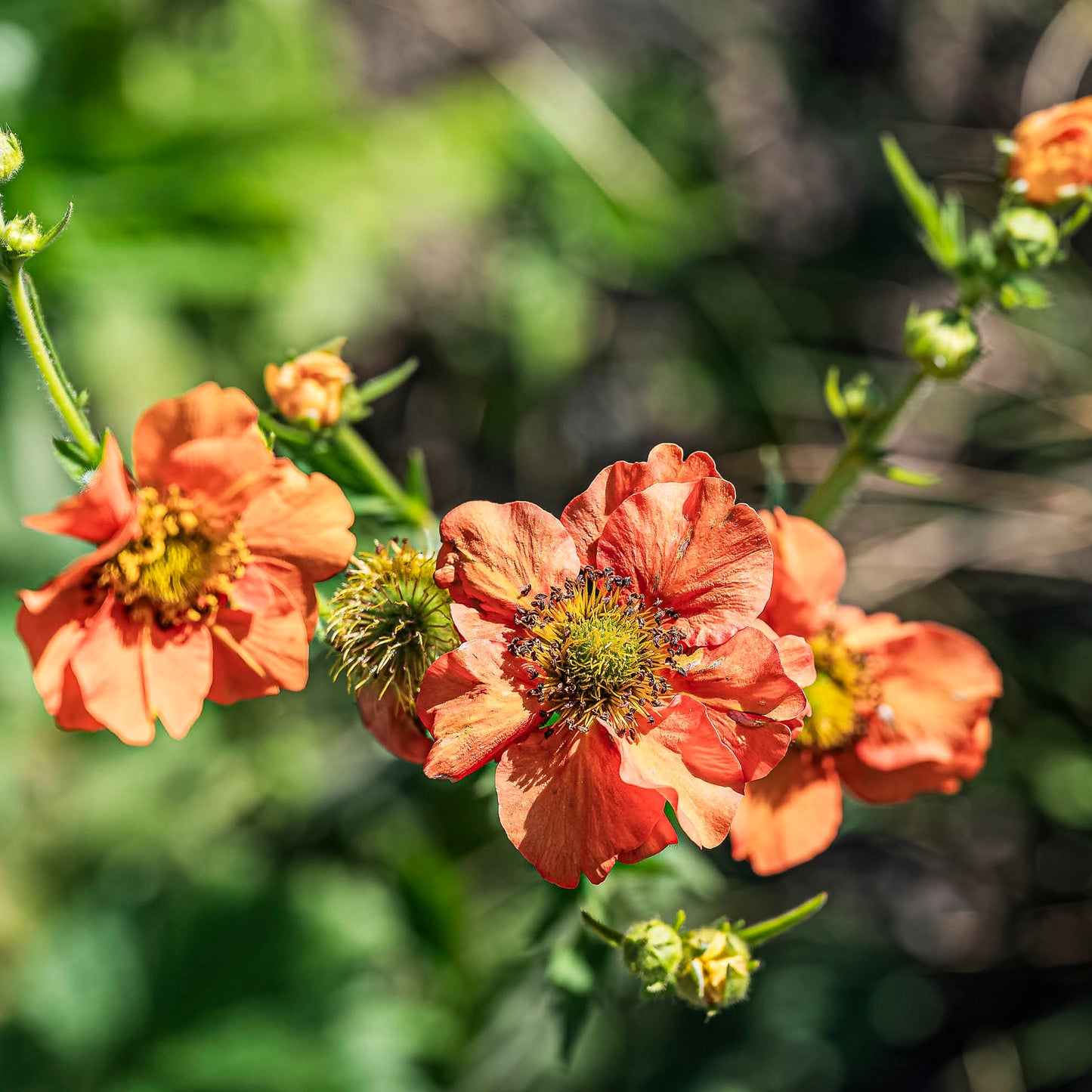 Close-up view of orange flower.