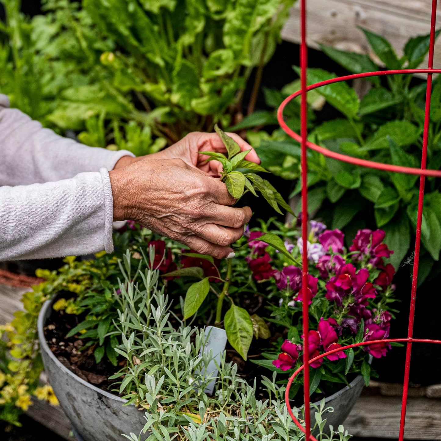 Hands hold basil from a planter garden