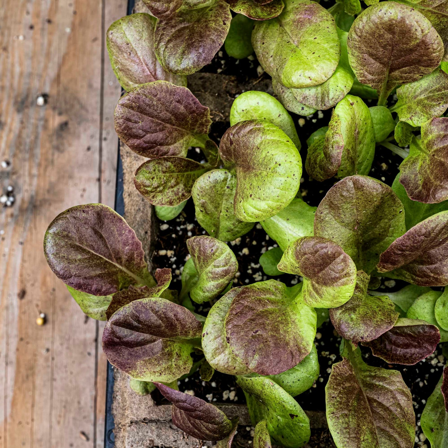 Close-up view lettuce seedlings.