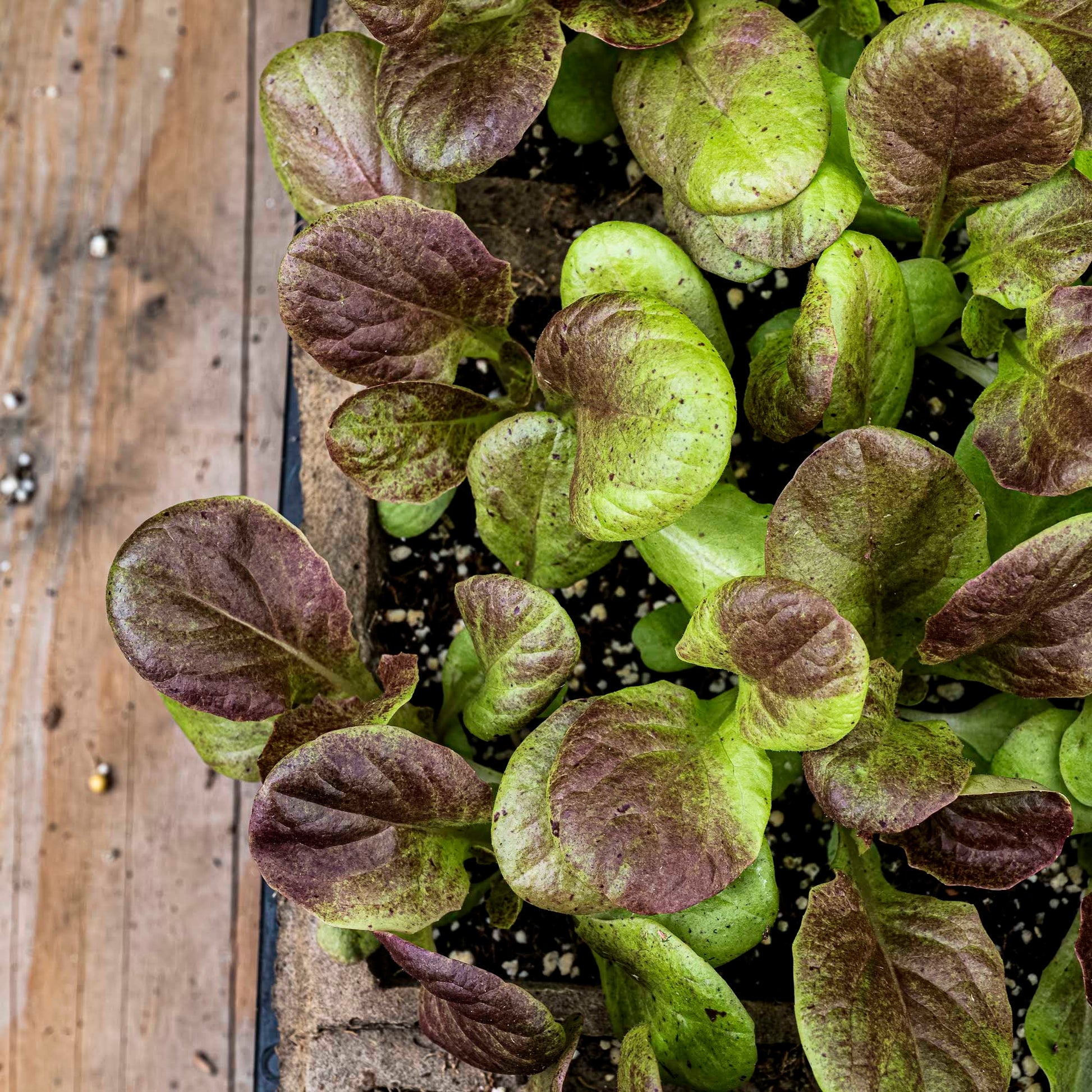 Close-up view lettuce seedlings.
