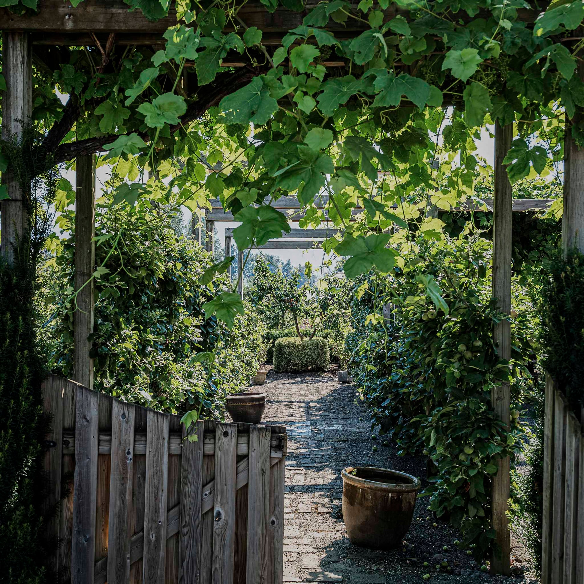 View of grape vines growing over a garden gate.