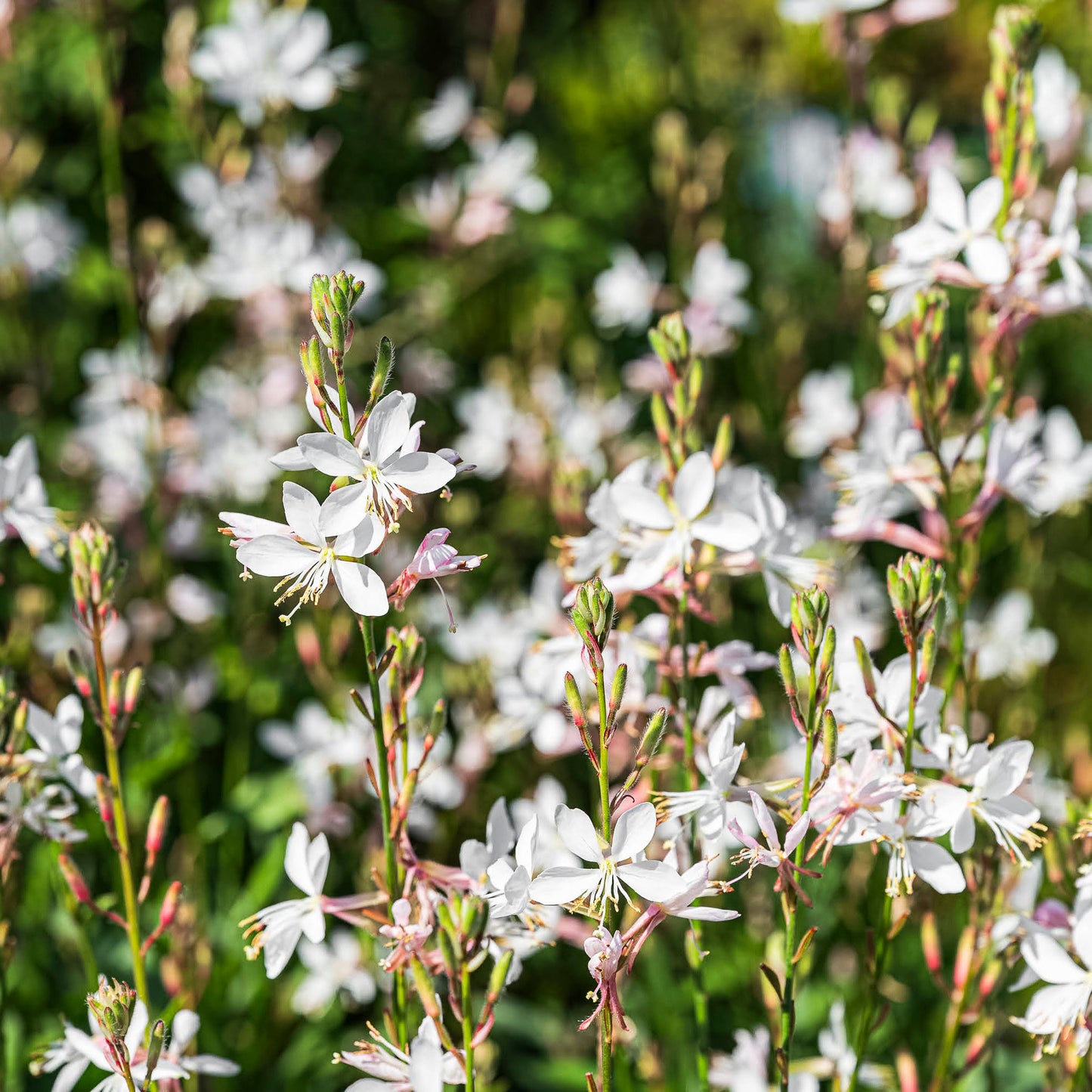 Close-up view of white flowers.