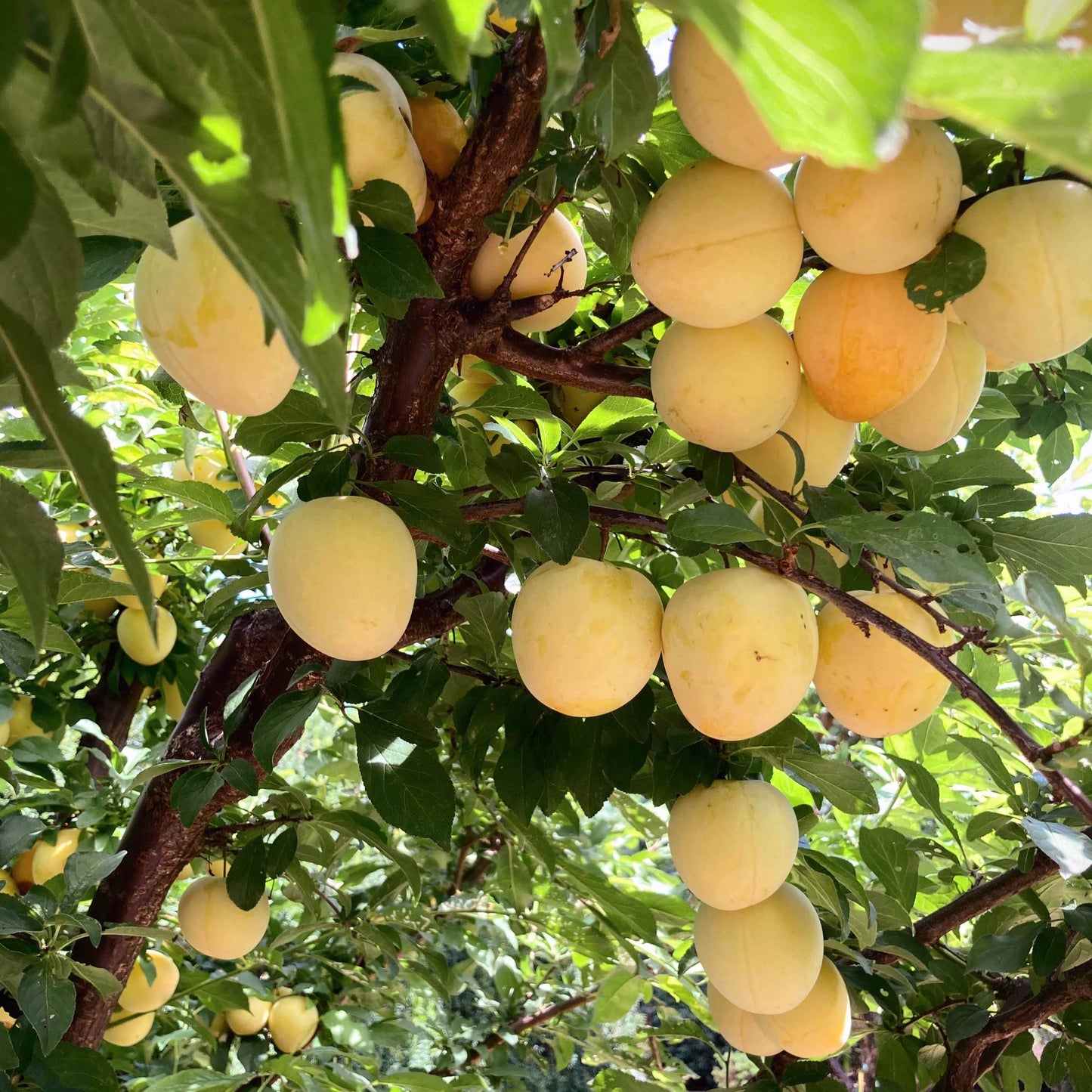 Close-up view of yellow plums.