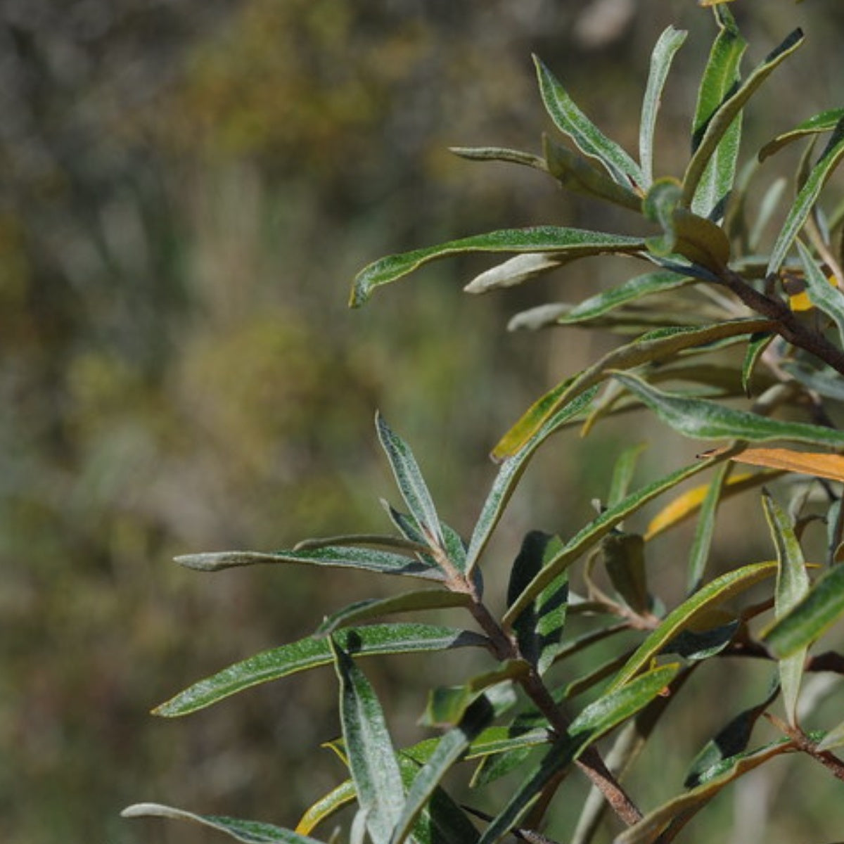 Male sea buckthorn plant