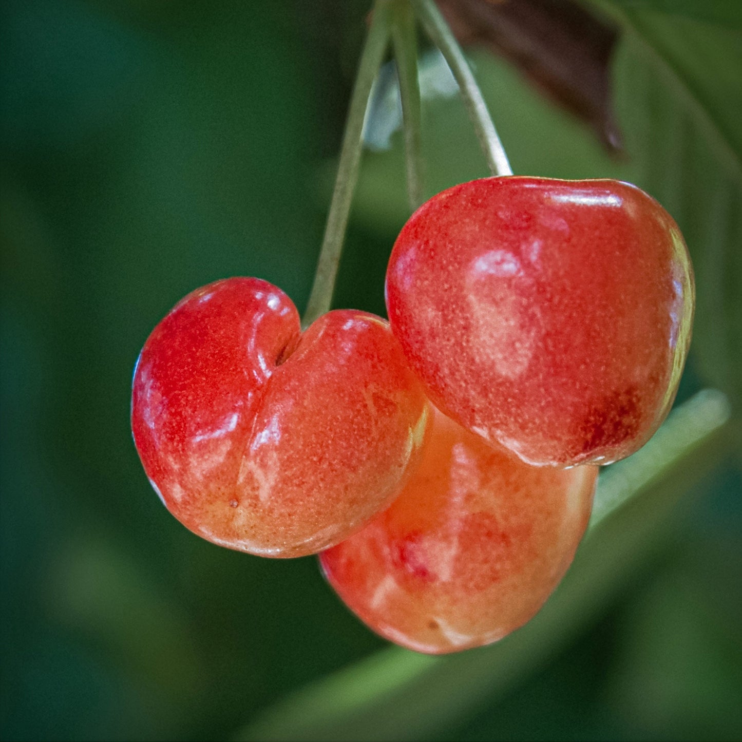 Close-up view of yellow Rainer cherry.
