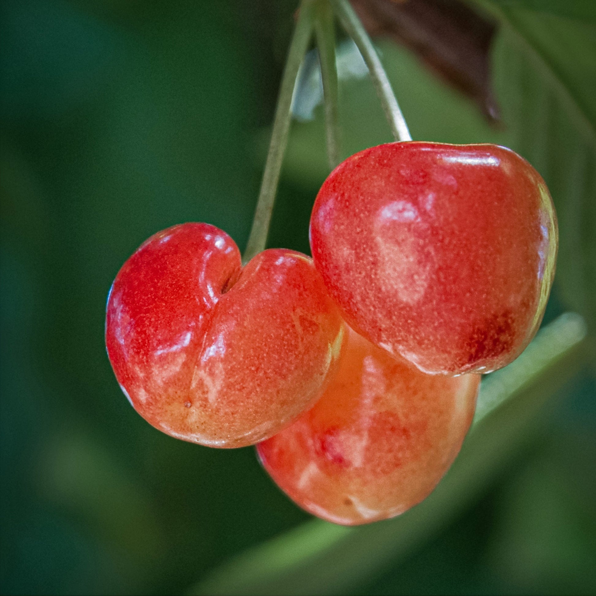 Close-up view of yellow Rainer cherry.