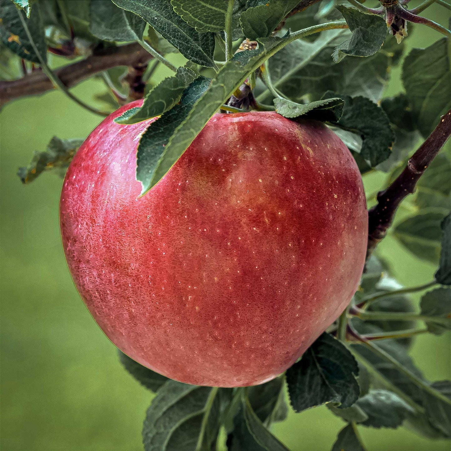 Close up view of Red Mclntosh apple