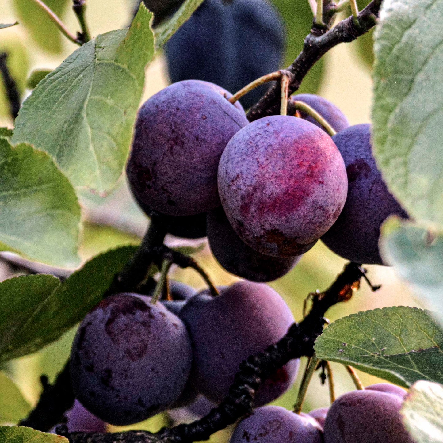 Close-up view of Japense Plum, Satsuma.