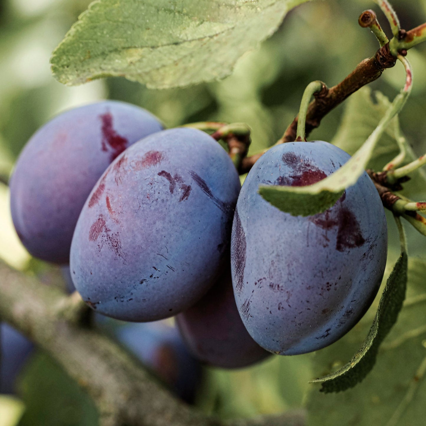 Close-up view of European Plum, Seneca.