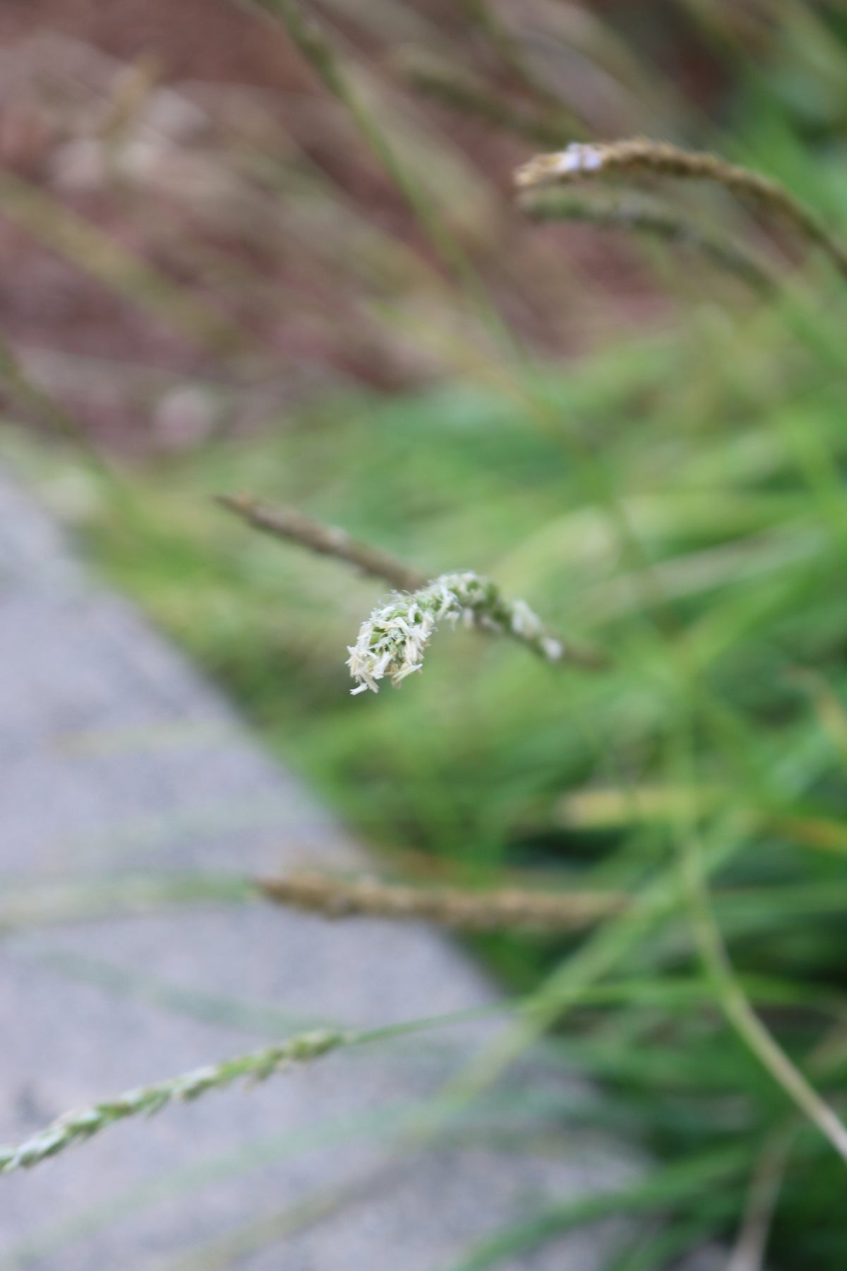 Sesleria autumnalis | Autumn Moor Grass