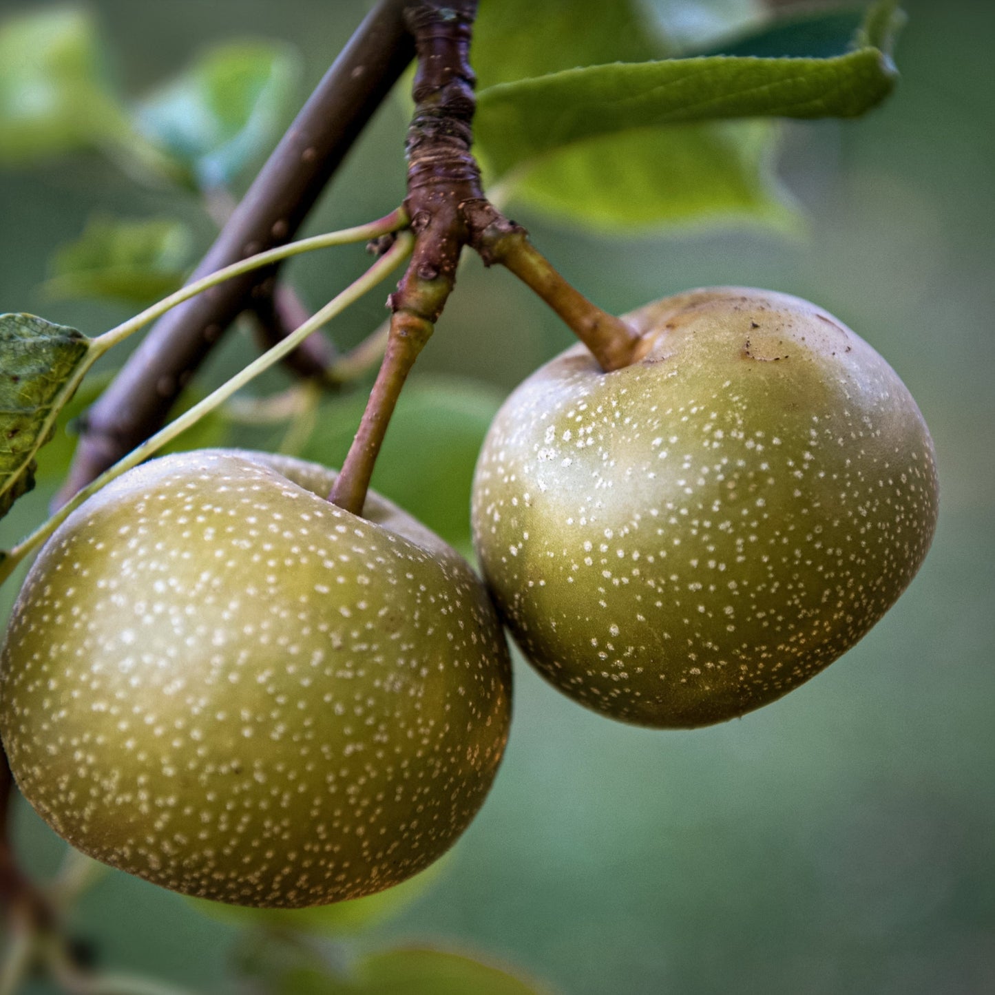 Close-up view of of two Shinko pear.