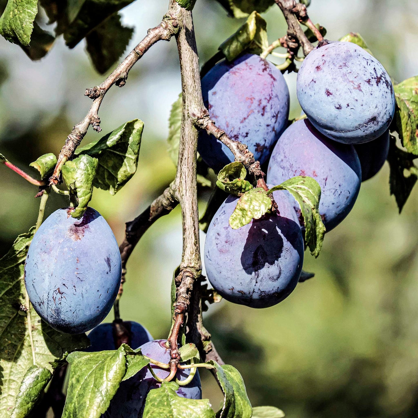 Close-up view of European Plum, Stanley