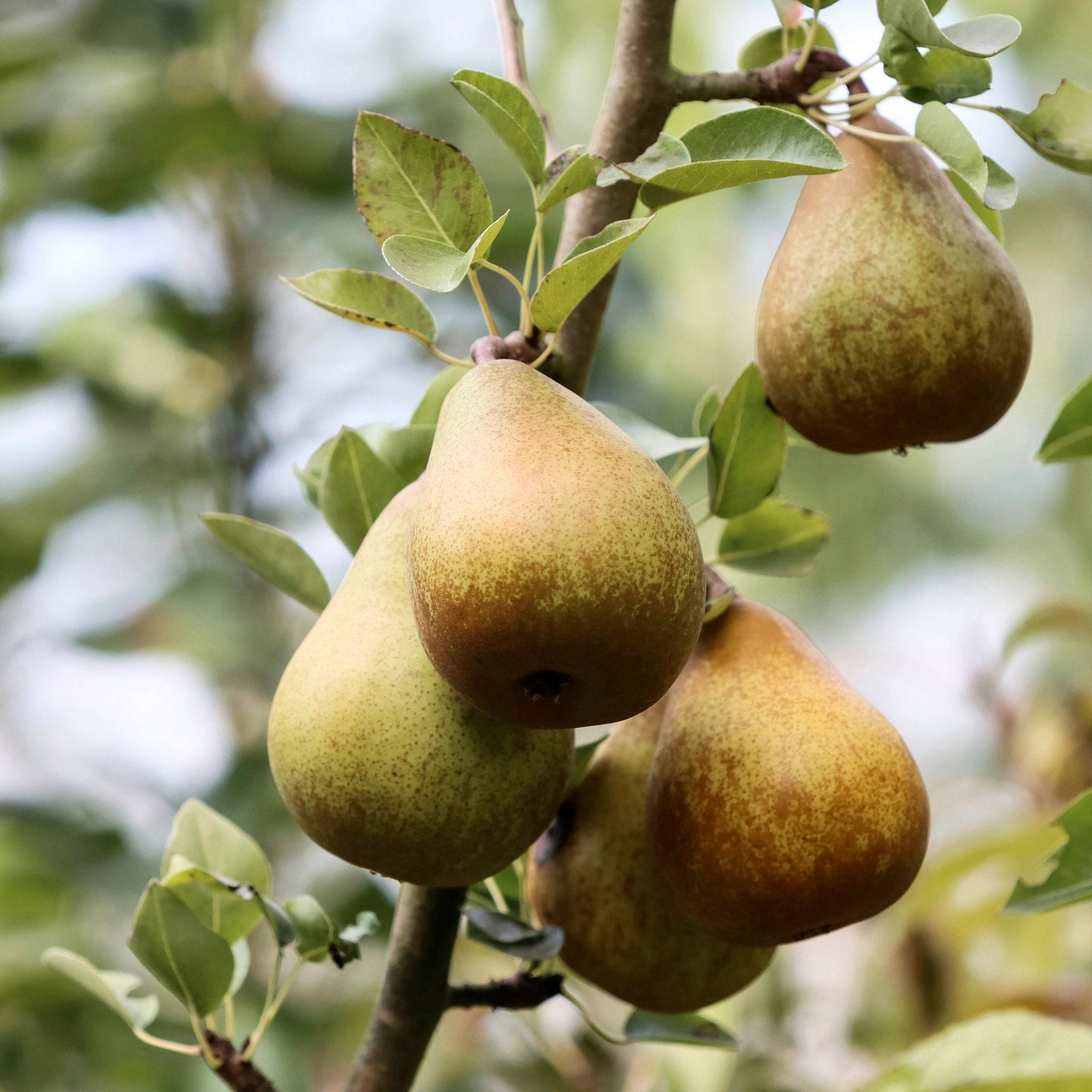 Close-up view of Cider Thorn Pear
