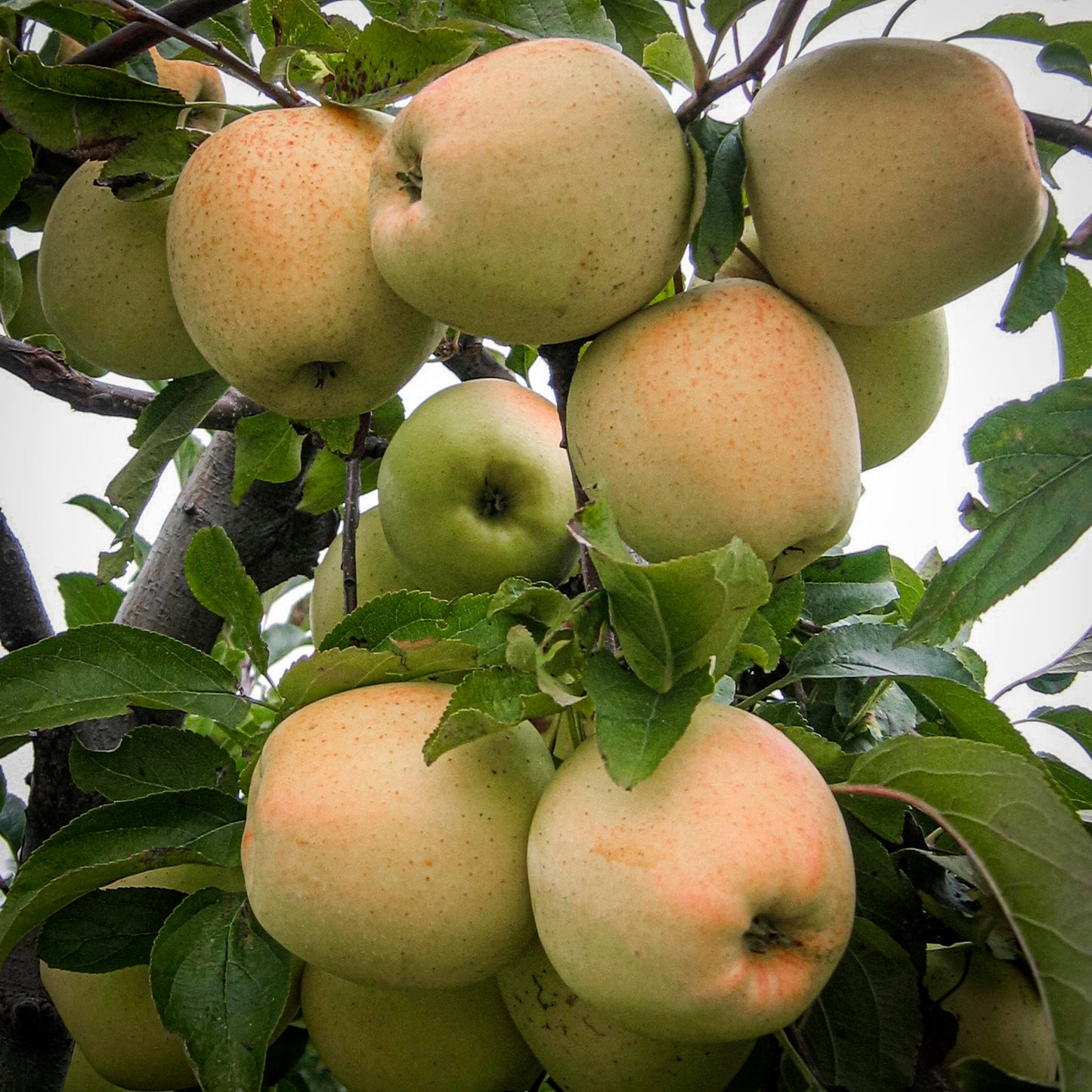 Close-up view of Urban Golden Treat Columnar Apple