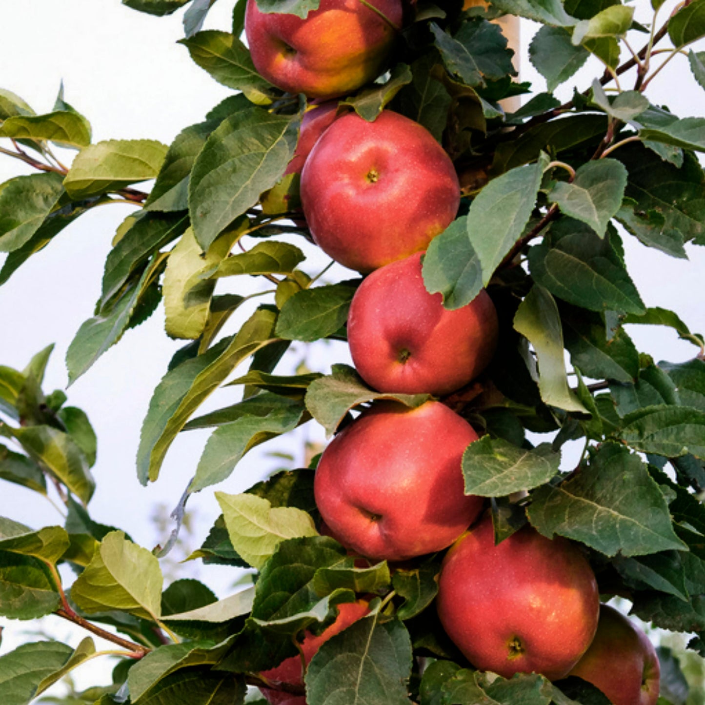 Close-up view of Urban Tasty Red Columnar Apple