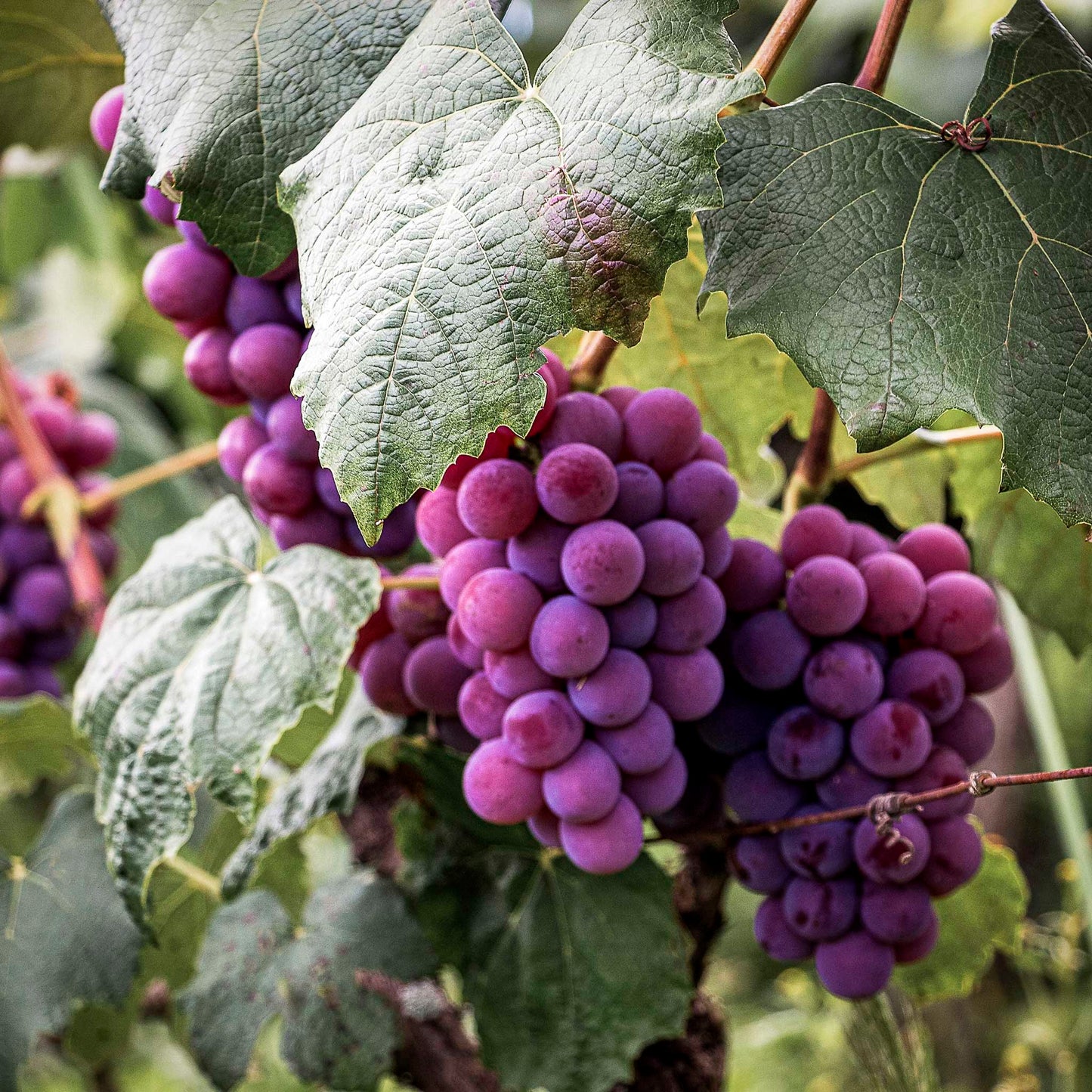 Close-up view of purple bunches of Vanessa Grapes.