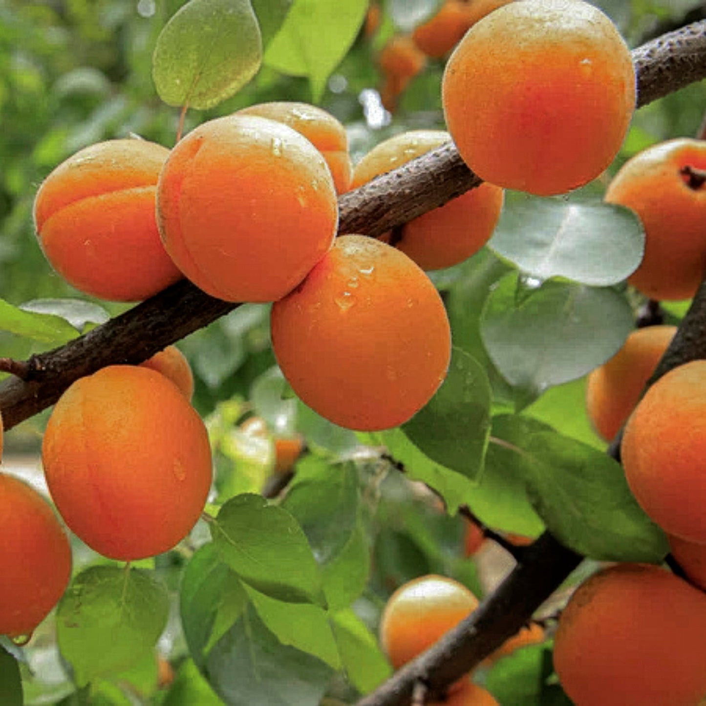 Close-up view of Wenatchee-Moorpark Apricot.