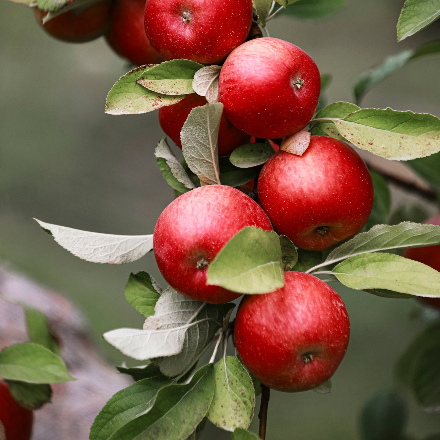 Close-up view of Whitney Crabapple