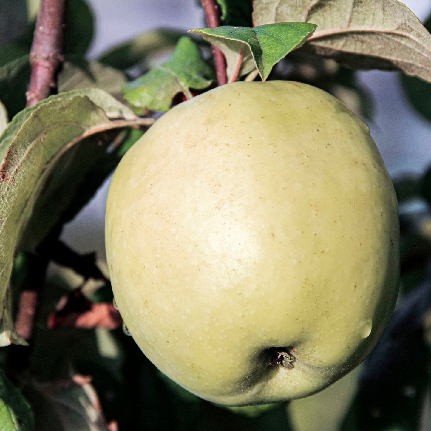 Close-up view of Yellow Transparent apple