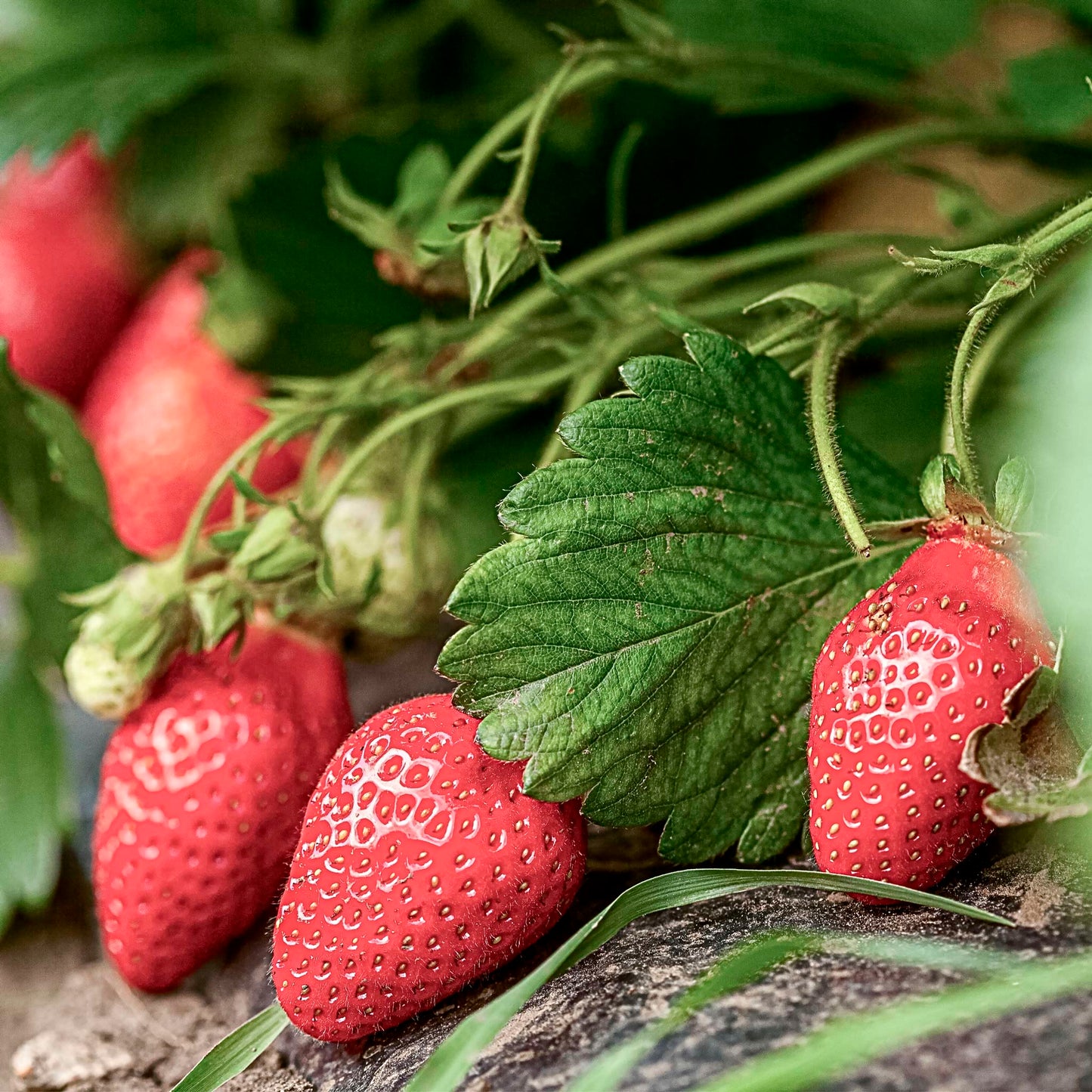 Close-up view red Albion Strawberries.