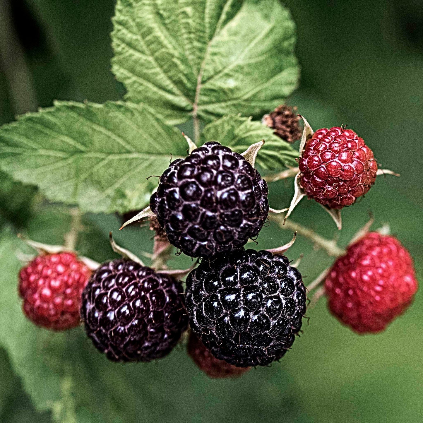 Close up view of dark purple and red Black Raspberries.