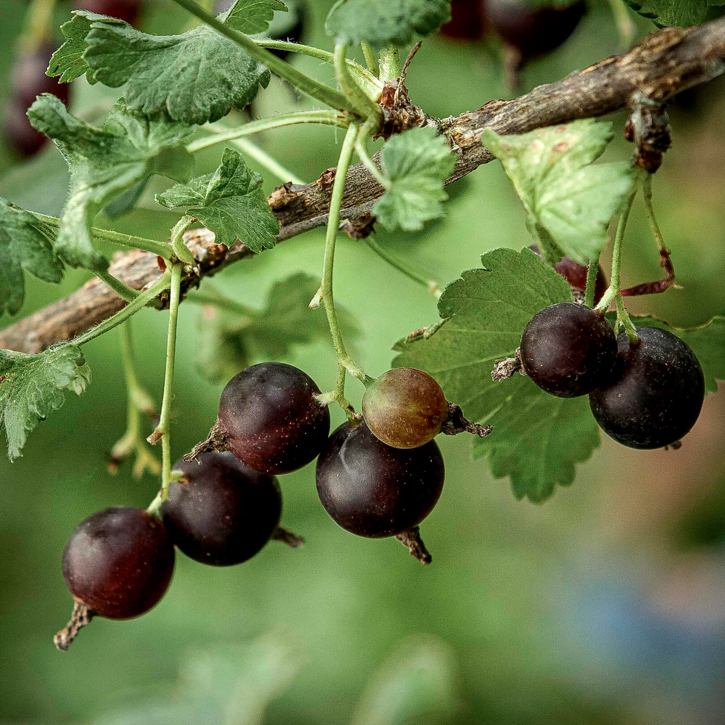 Close-up view of Black Velvet Gooseberries.