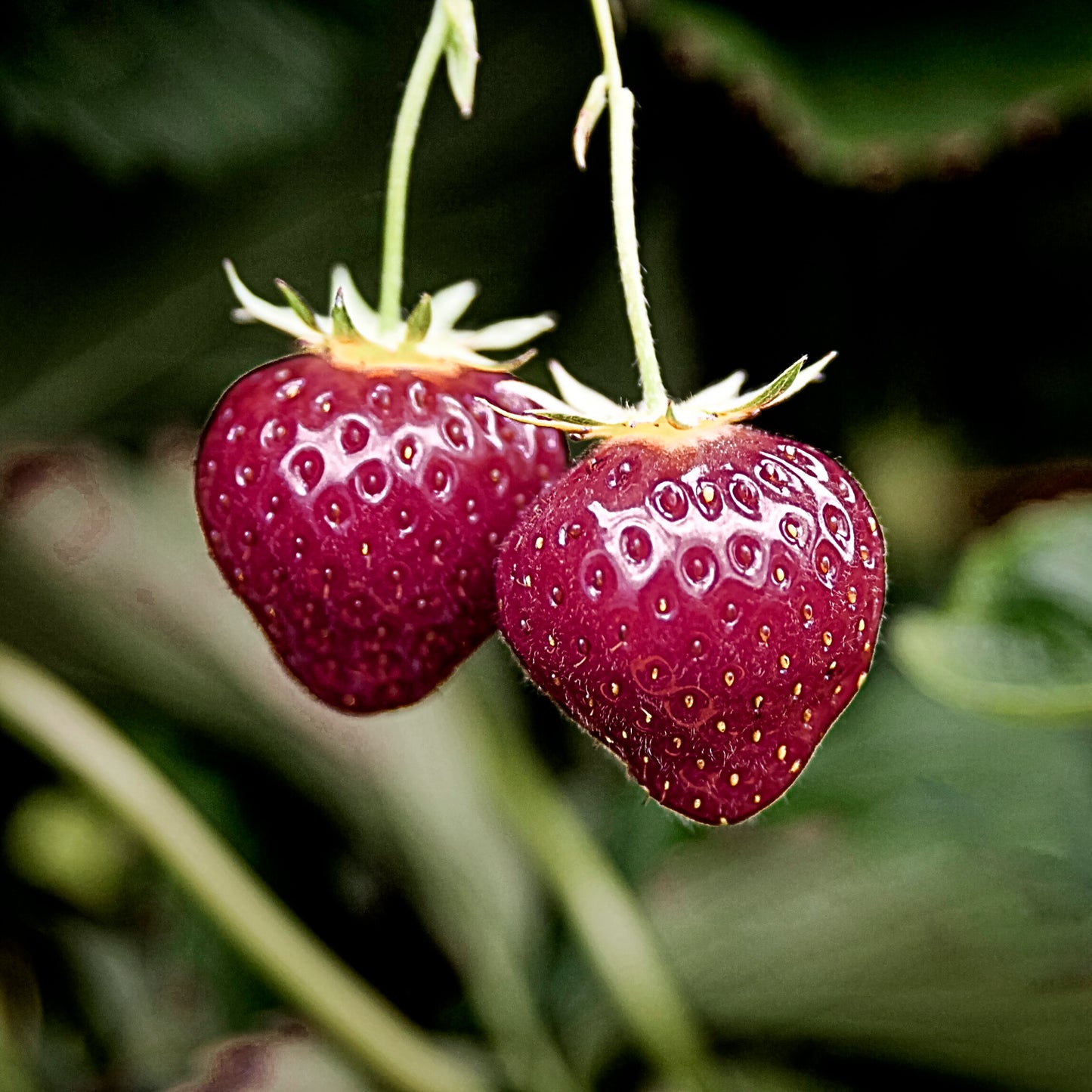 Close-up view Cherry Berry strawberries.