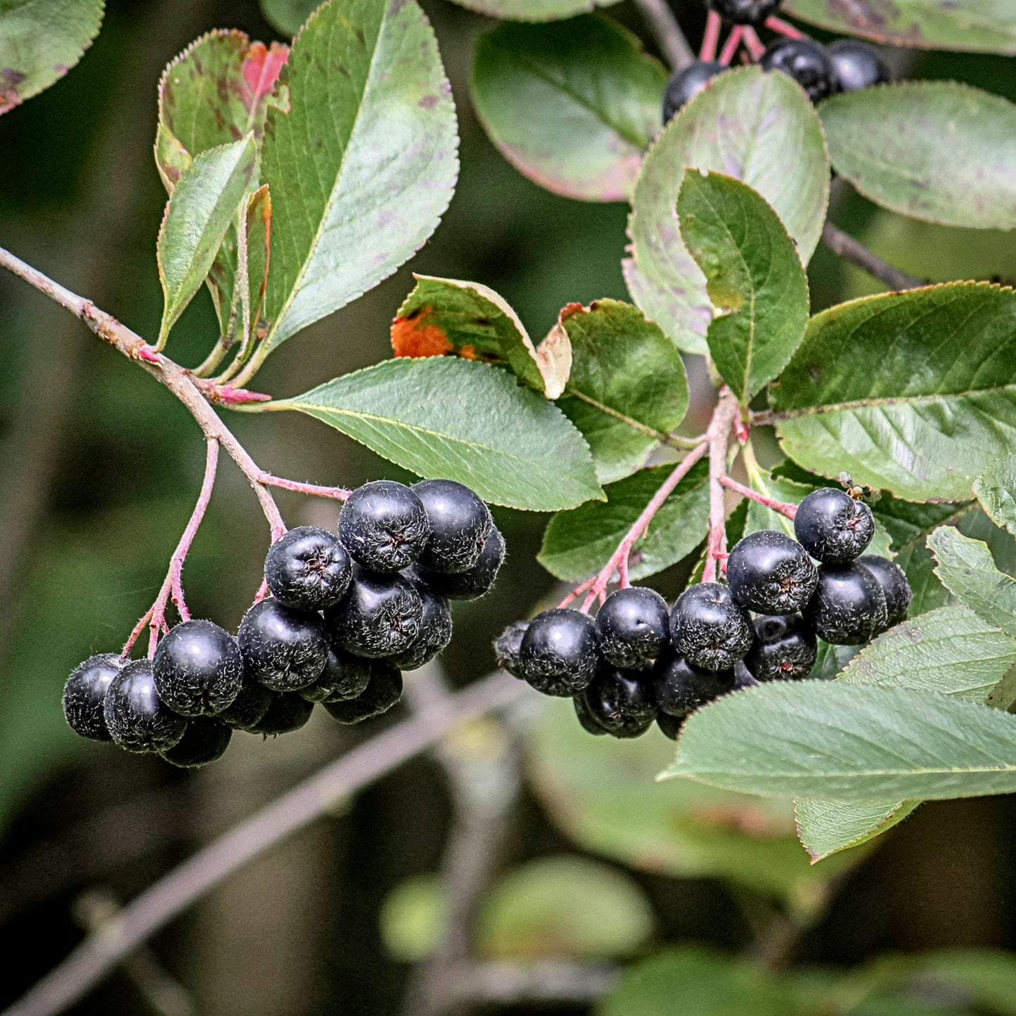 Close-up view of bunches of Viking Chokeberry.