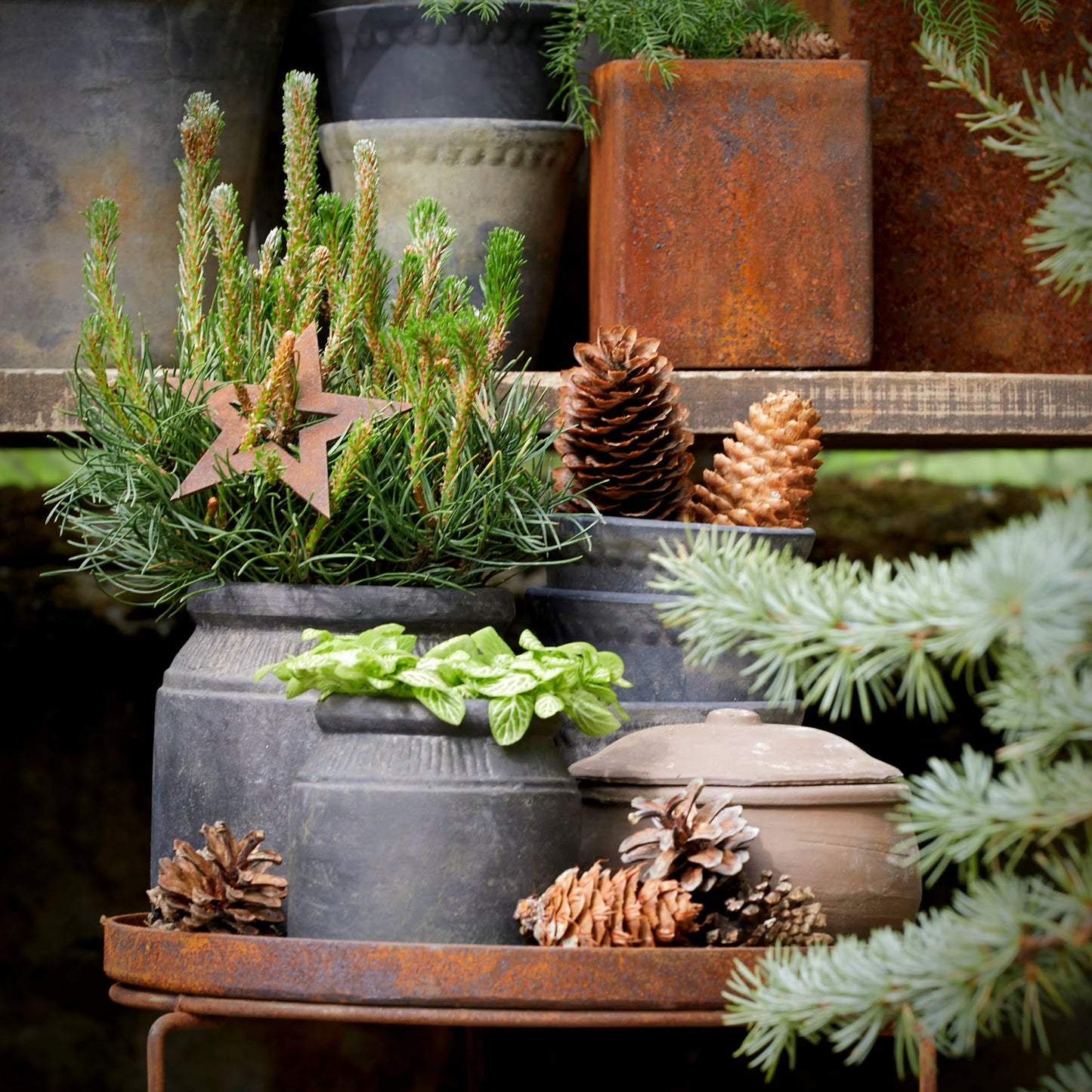 Decorative arrangement with plants, pinecones, and a star ornament on a rustic shelf.