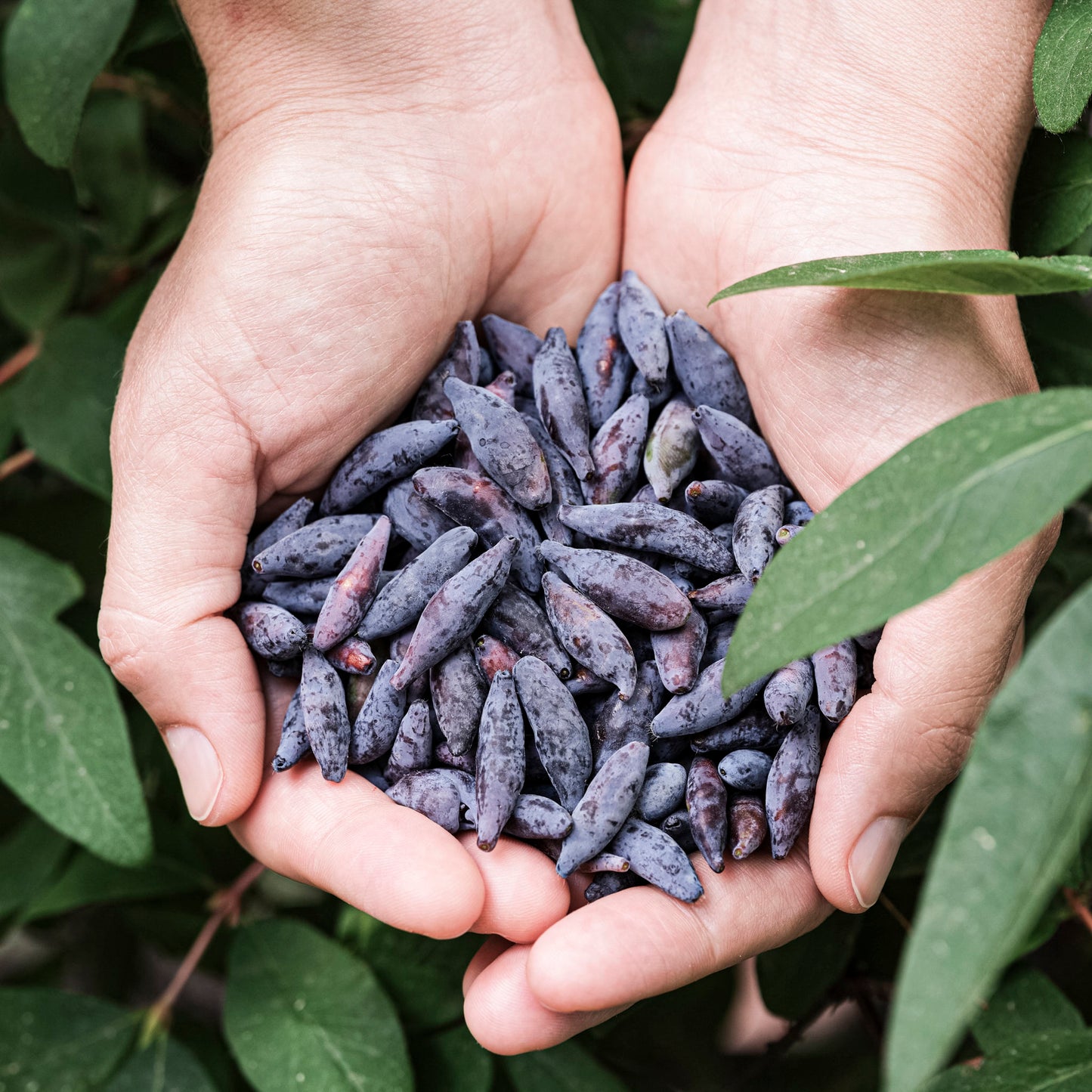 Close-up view of handful of purple/blue Haskap Berries.