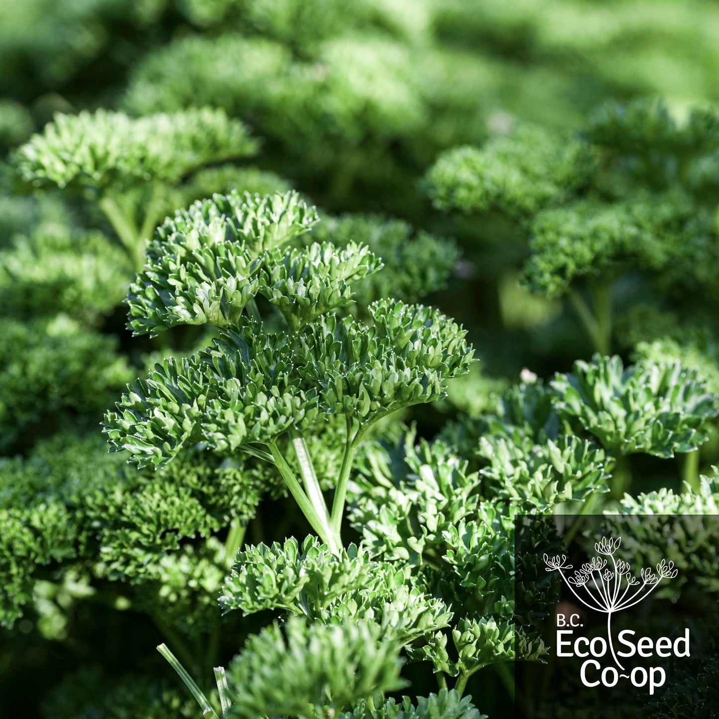 Curly Parsley | Forest Green