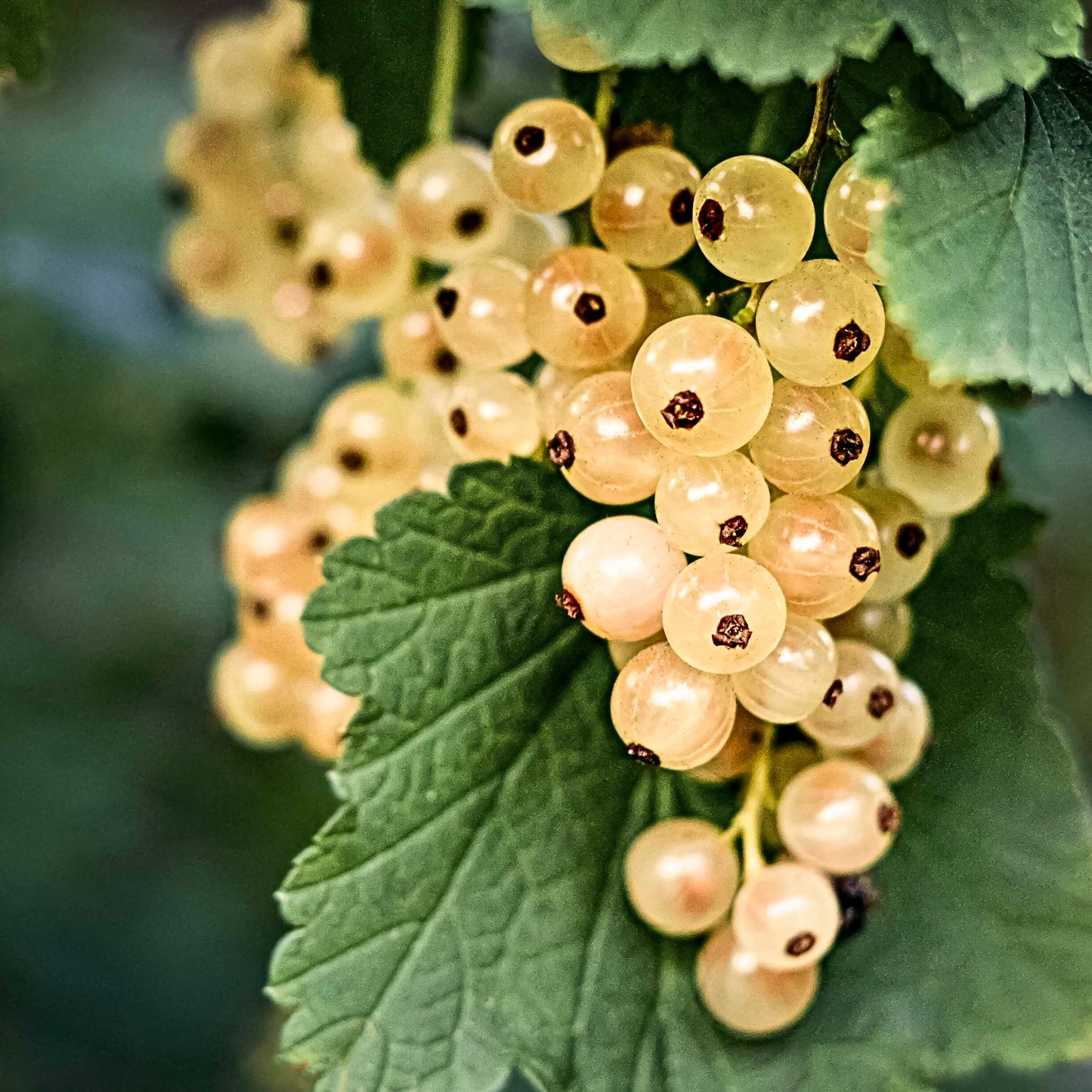 Close-up view of a bunch of White European Currants.