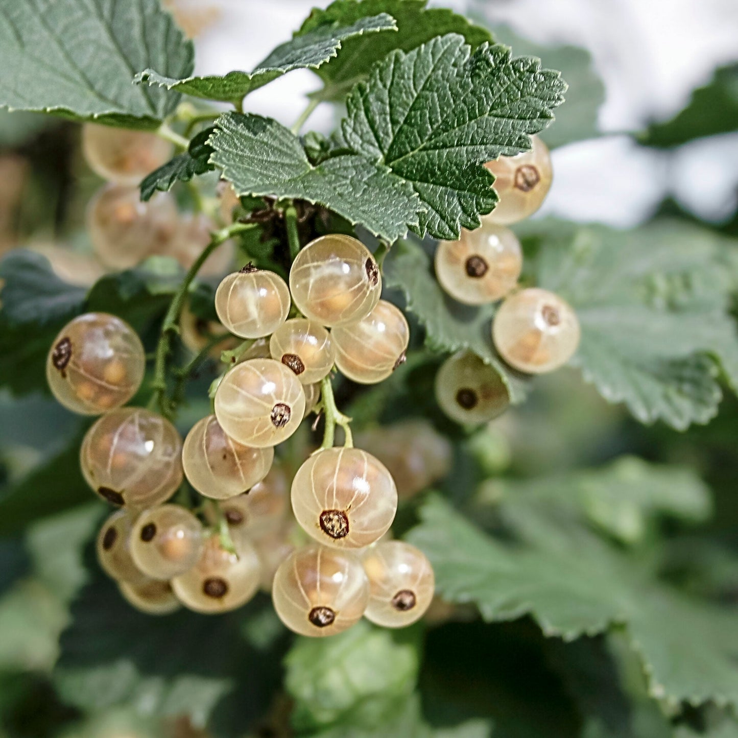 Close-up view bunch of white imperial currant.