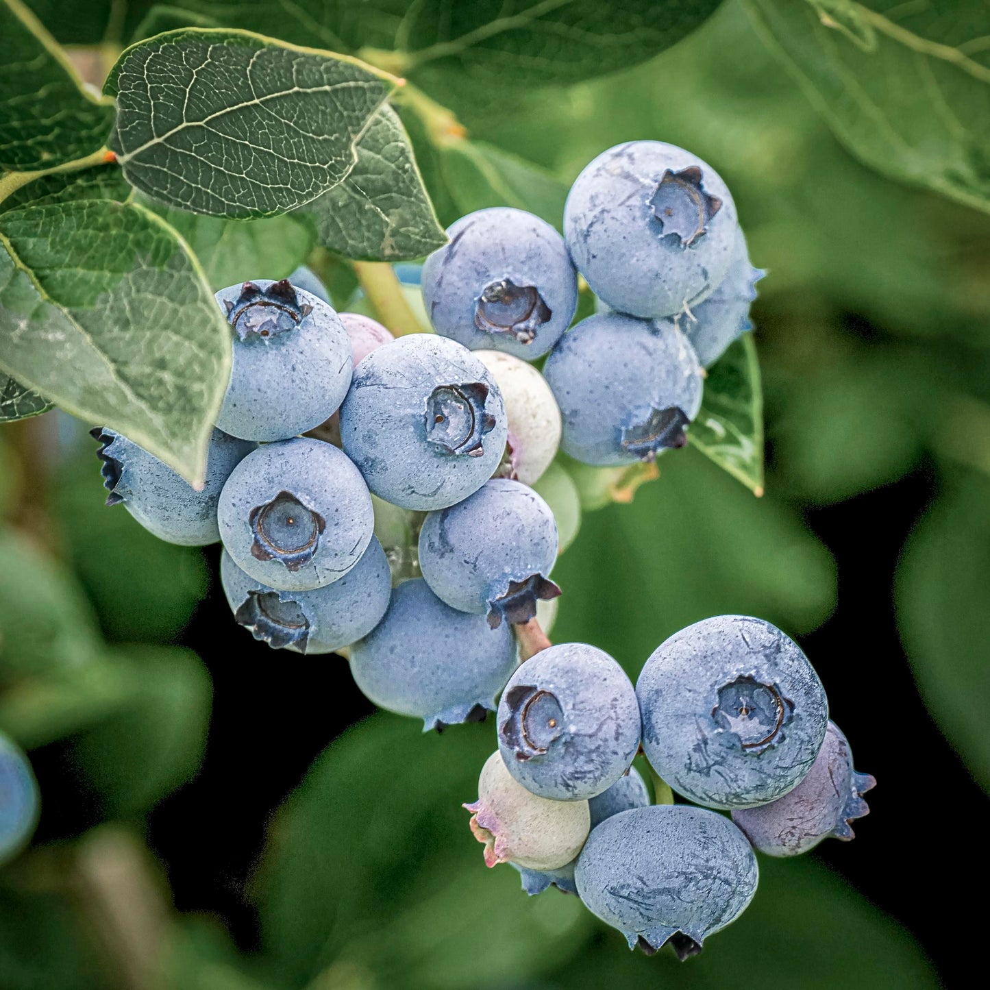 Close-up view of Elliot Blueberries.