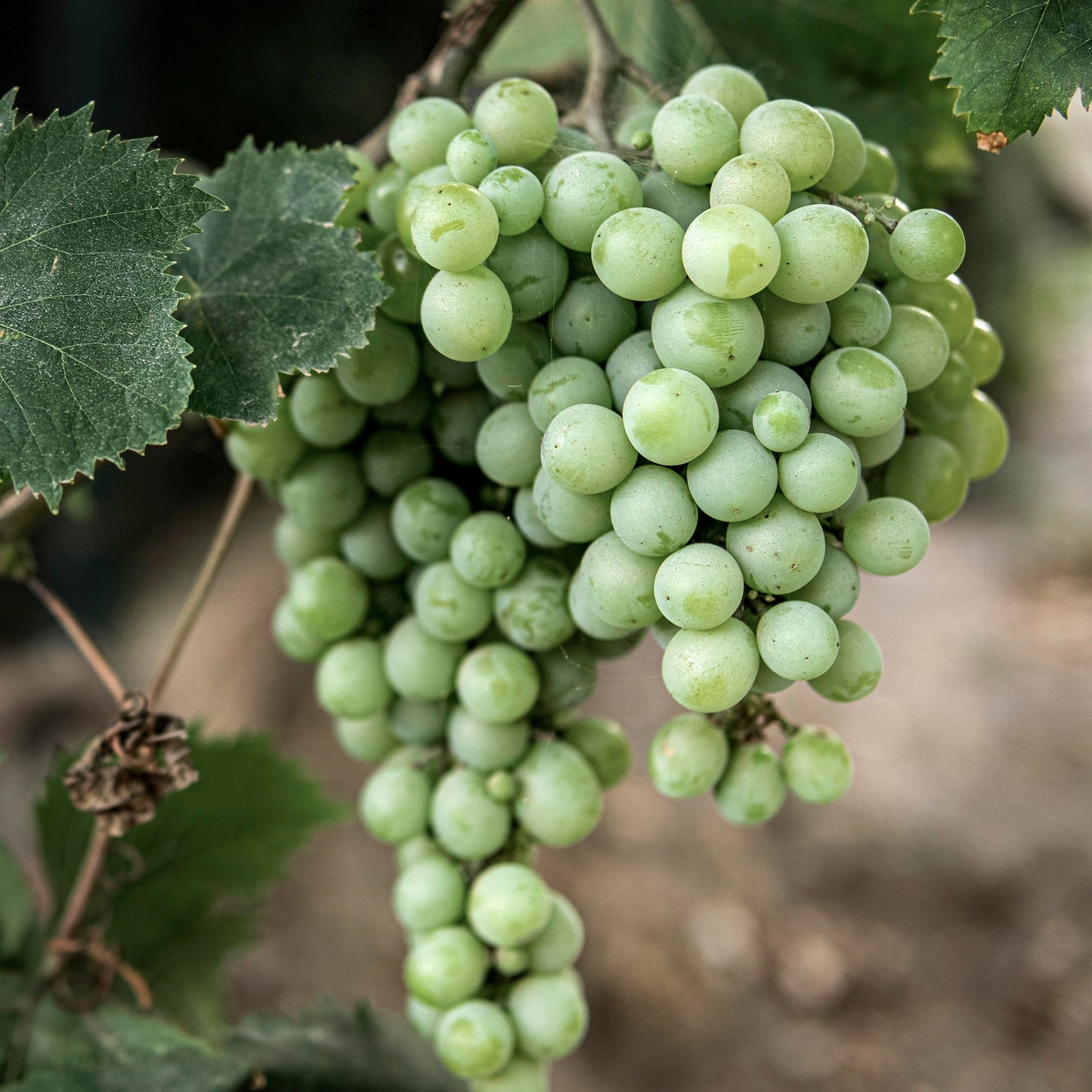 Close-up bunches of light green Himrod grapes.