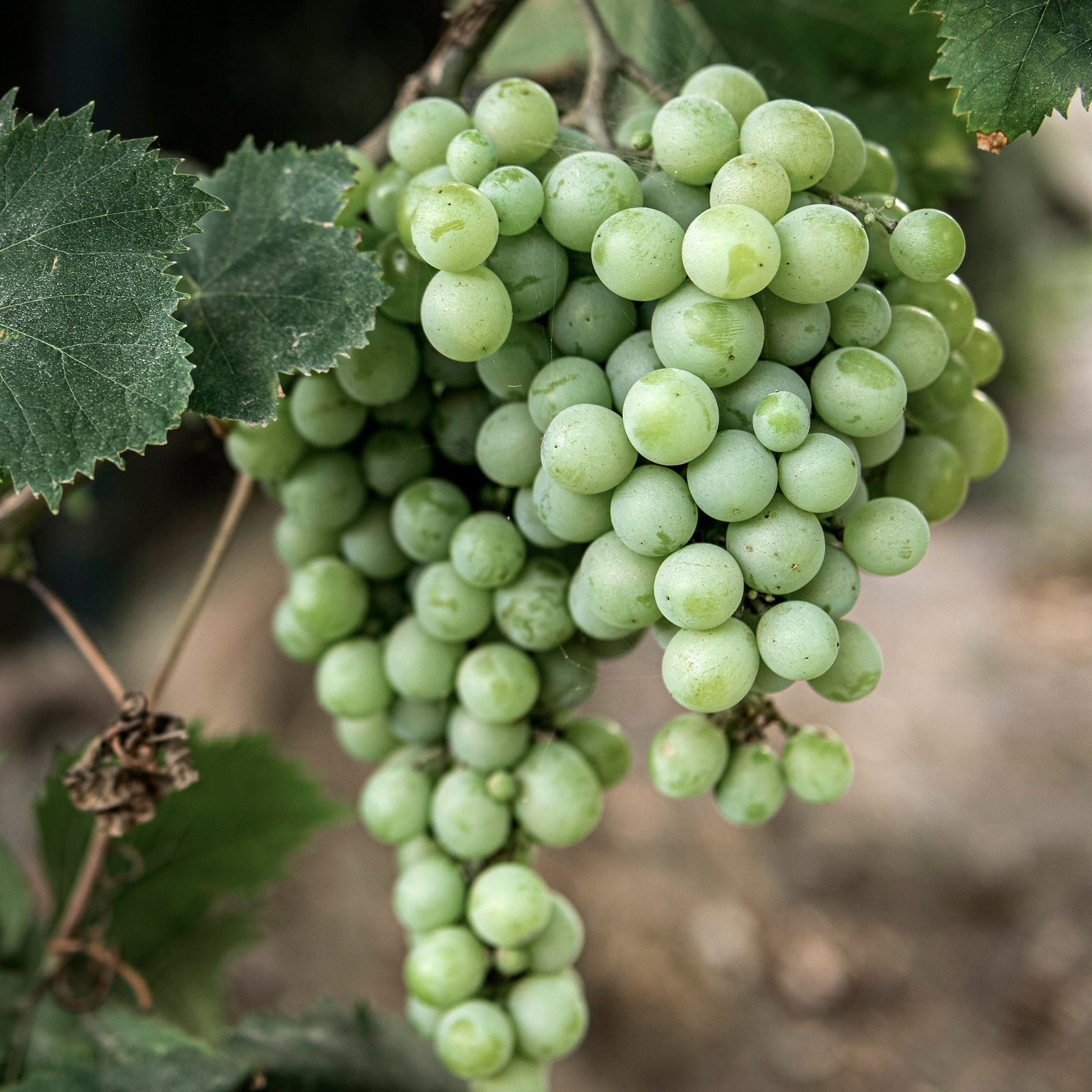 Close-up bunches of light green Himrod grapes.