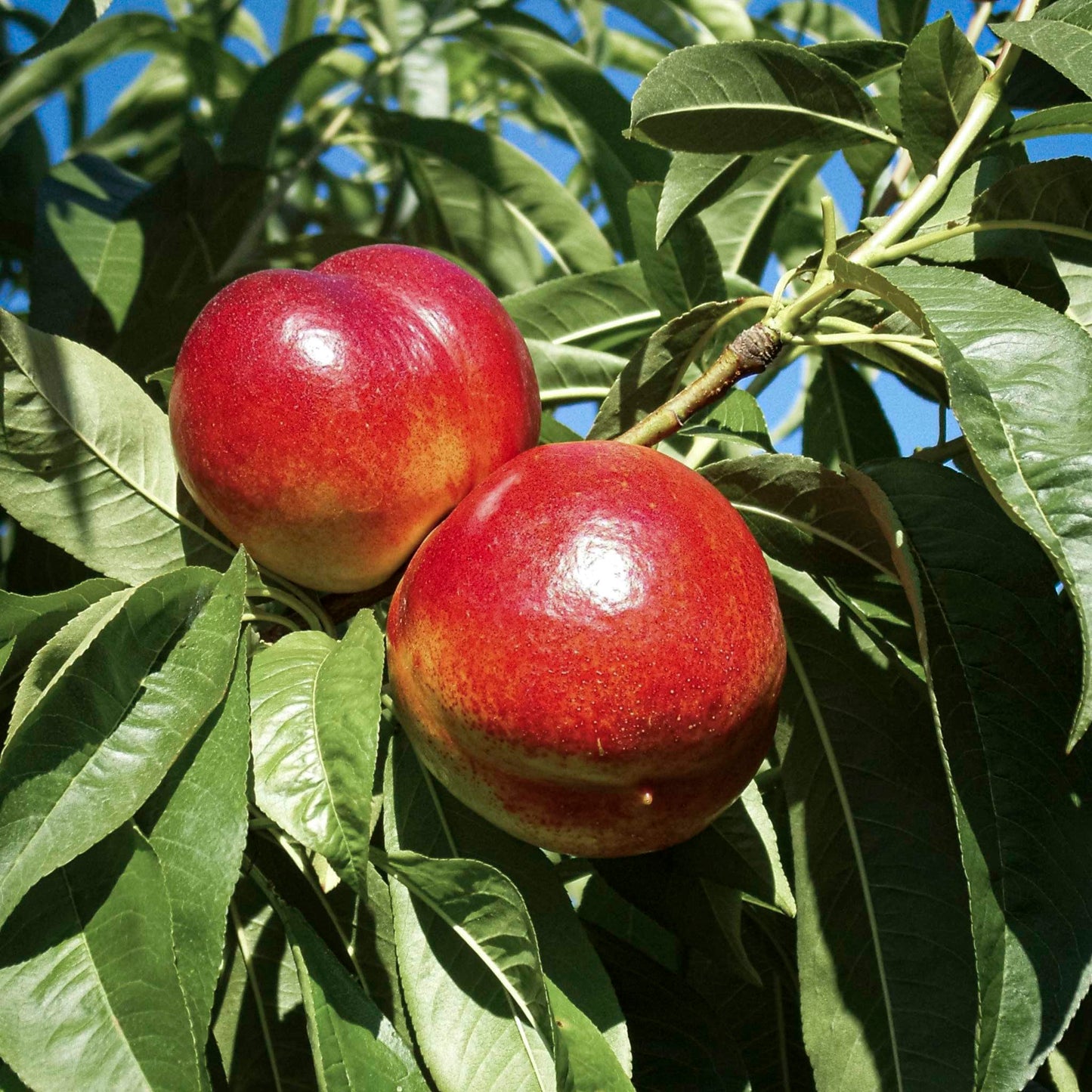 Close-up view of Hardy Red Nectarine.