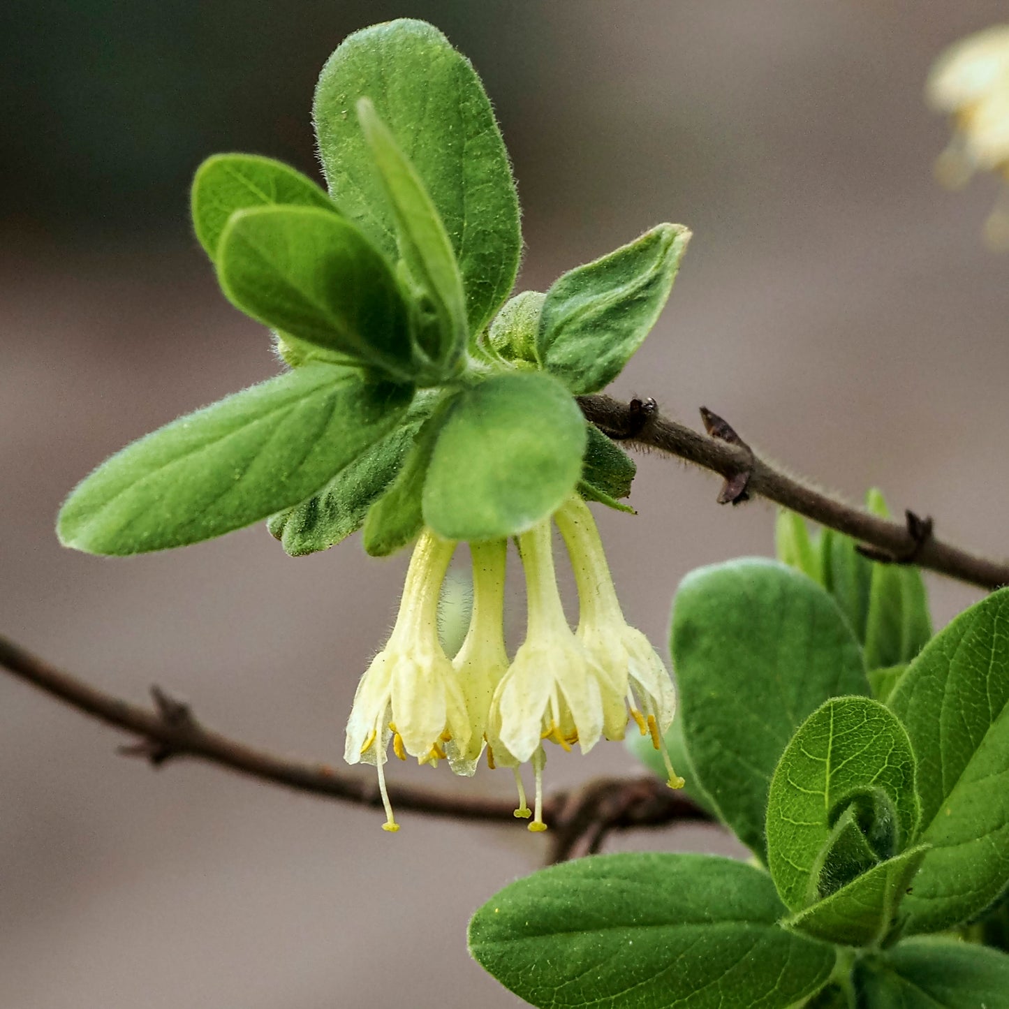 Close-up blooms of Haskap Berry Blue