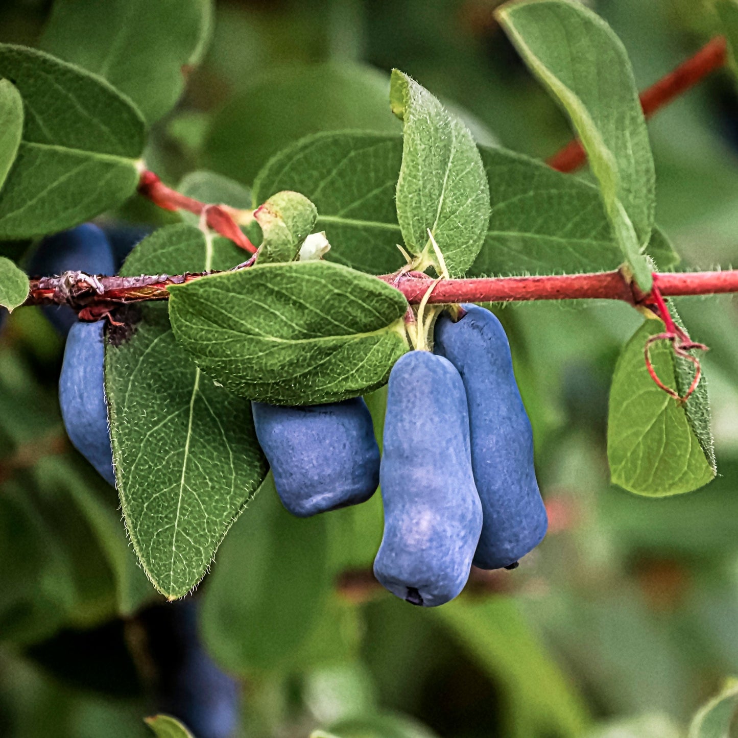 Close-up view of Haskap Borealis.