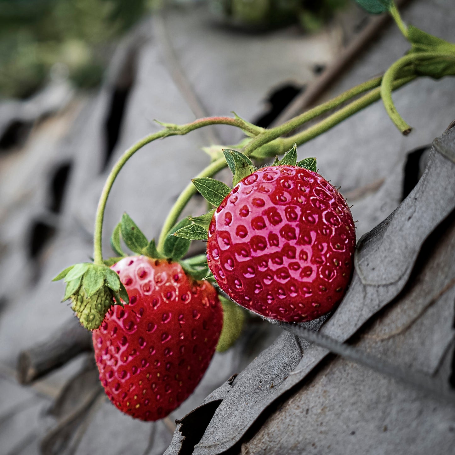 Close-up view of two red strawberries.