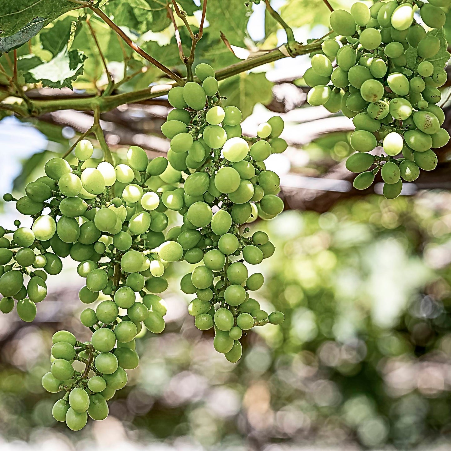 Close-up view of bunches of light green Interlaken grapes.