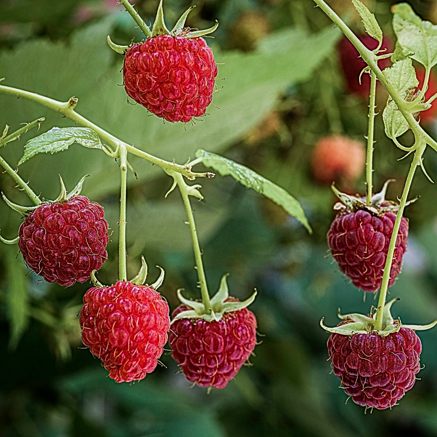 Close-up view of bunch of red Joan J Raspberries.