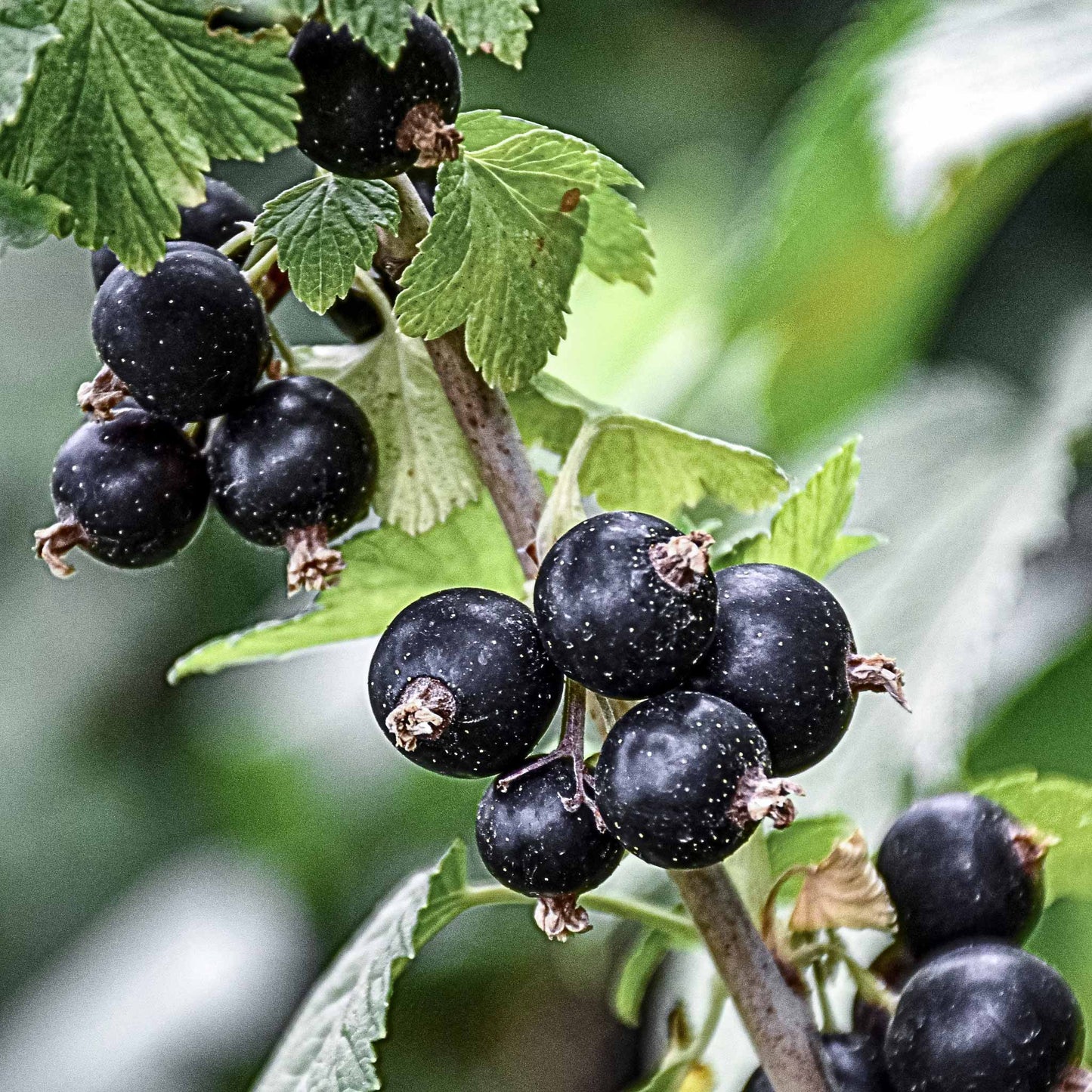 Close-up image of dark blue Jostaberry