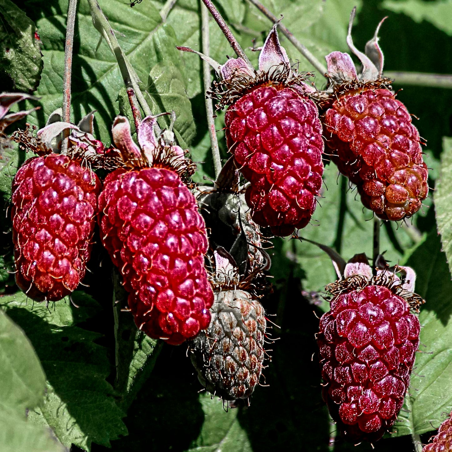 Close-up view bunches of red Loganberries.