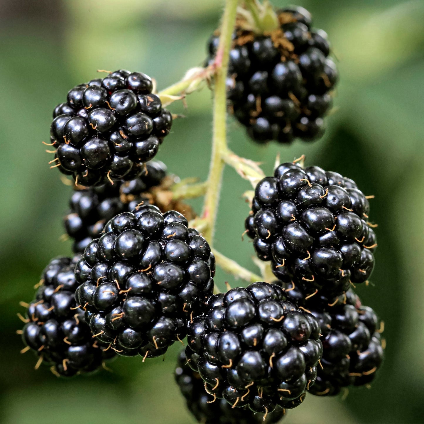 Close-up view Marionberries.